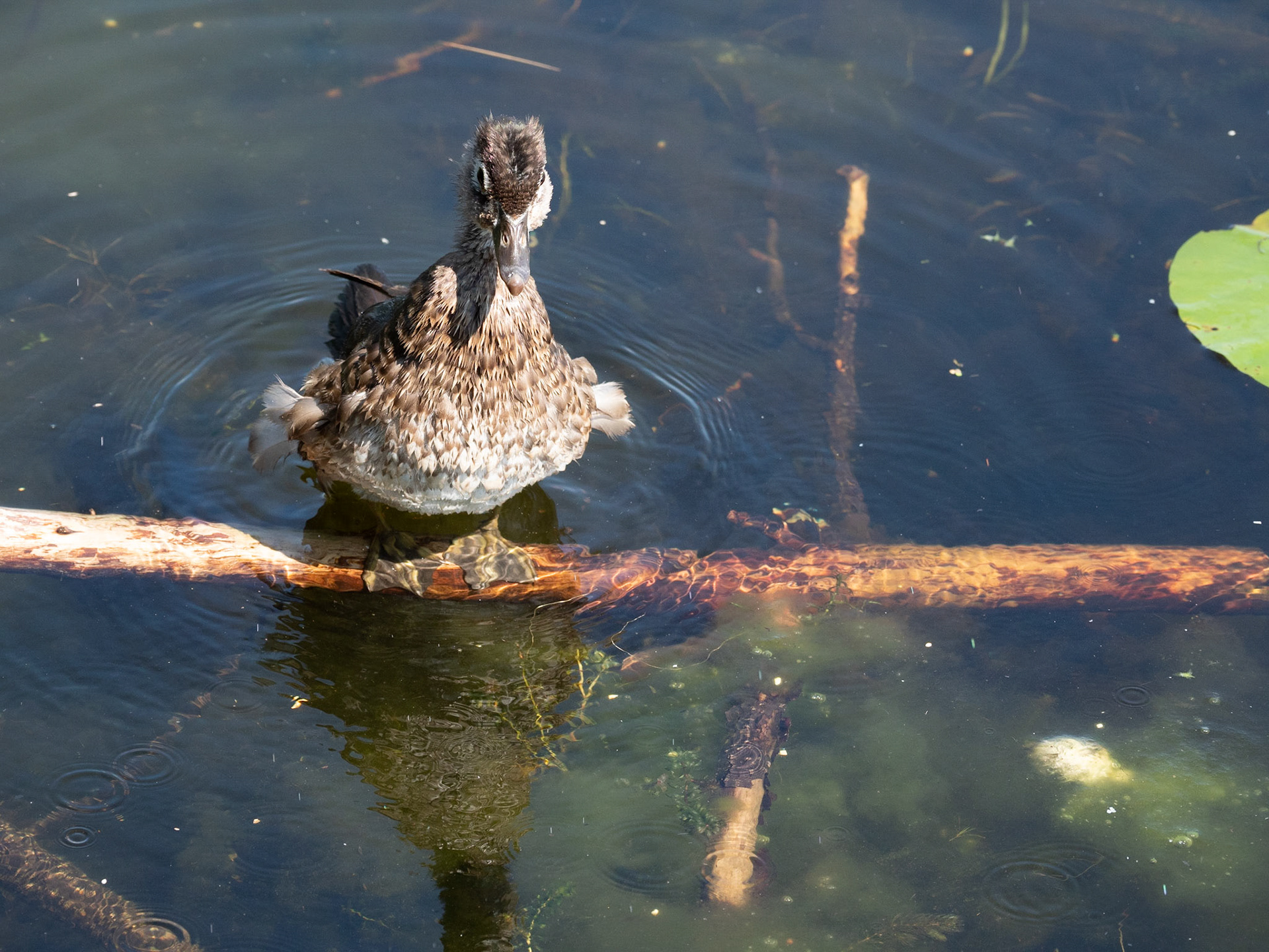 female juvenile wood duck