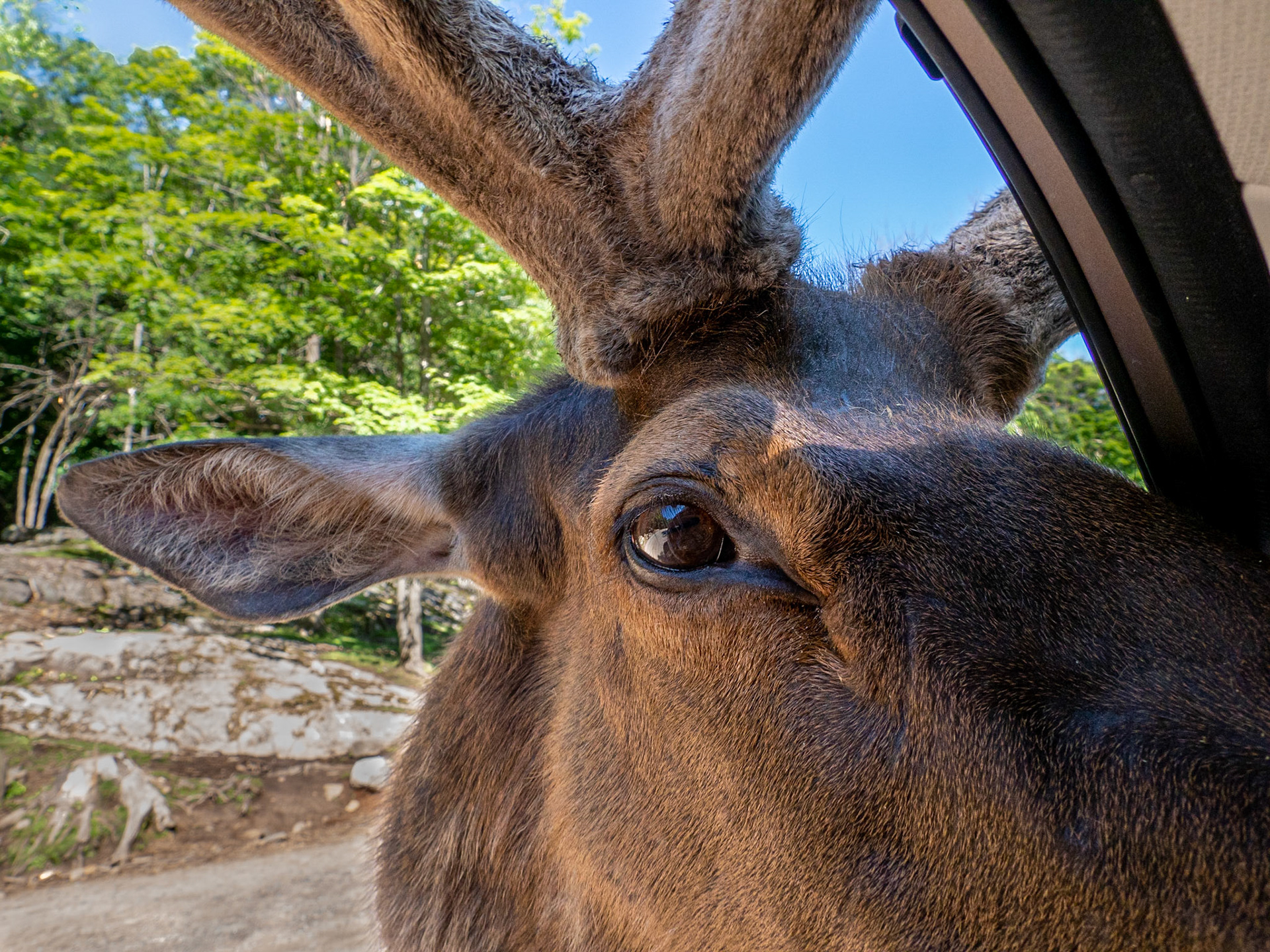 velvet covered elk antlers