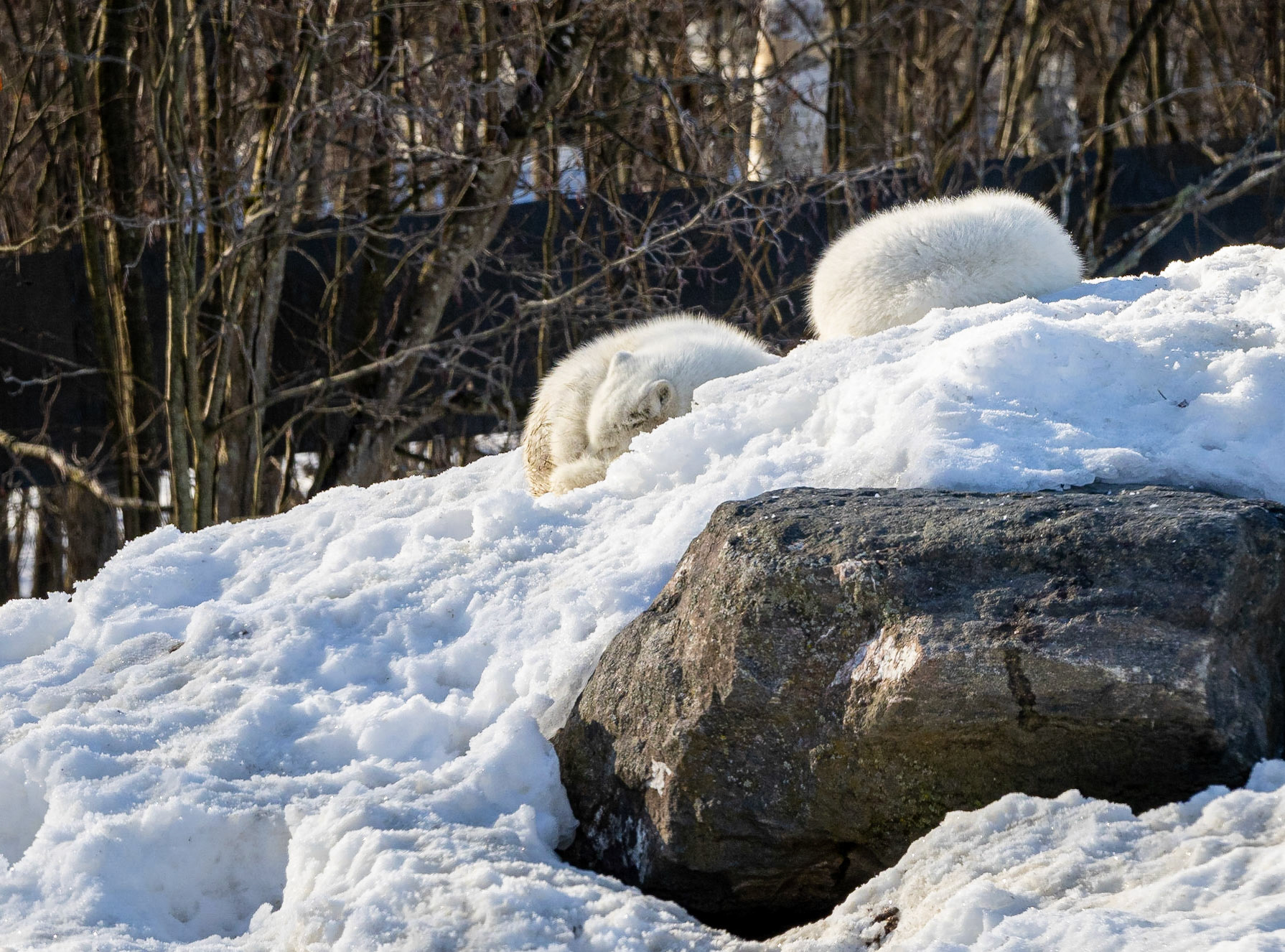 arctic fox