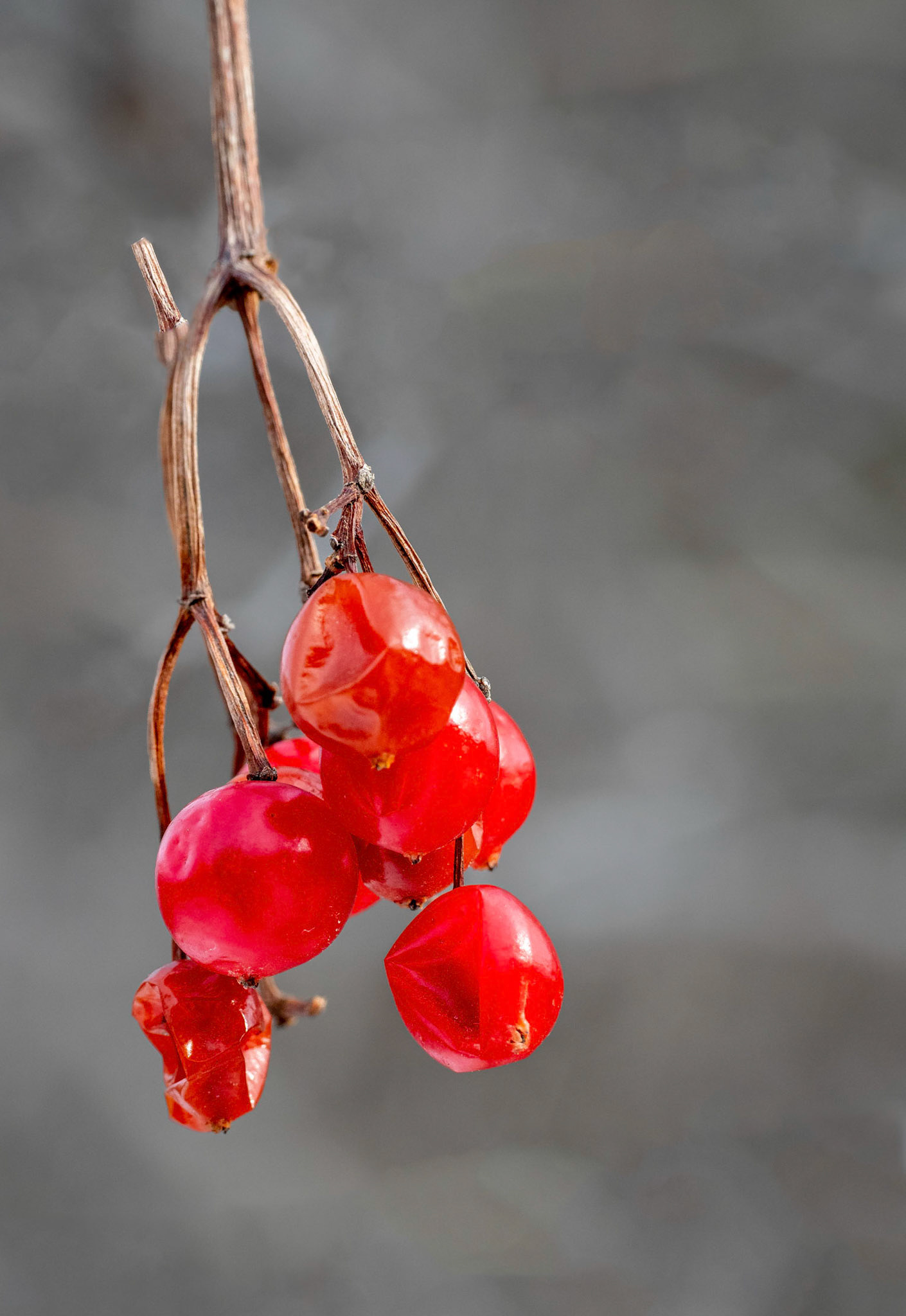 Highbush Cranberries
