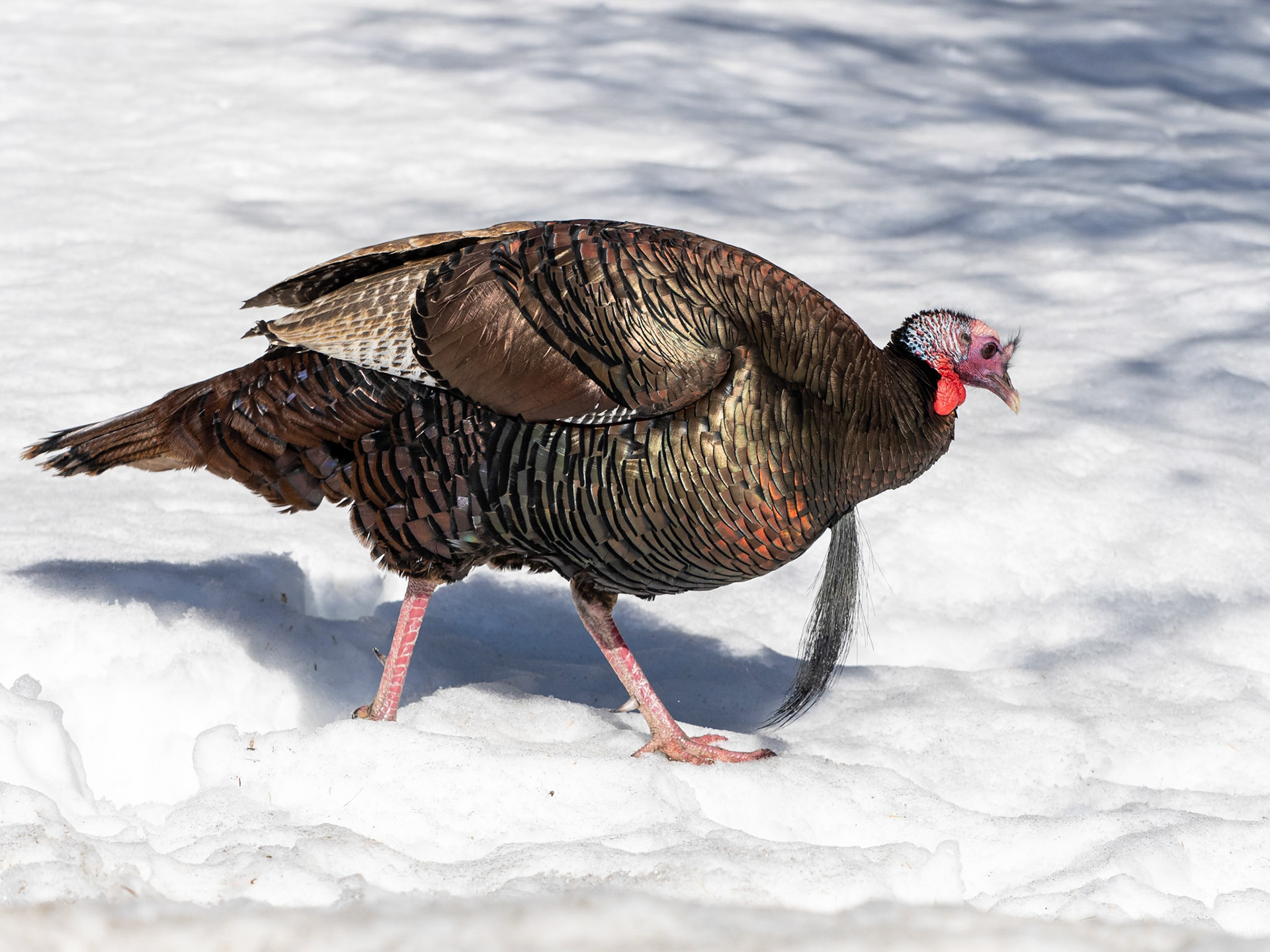 wild turkey