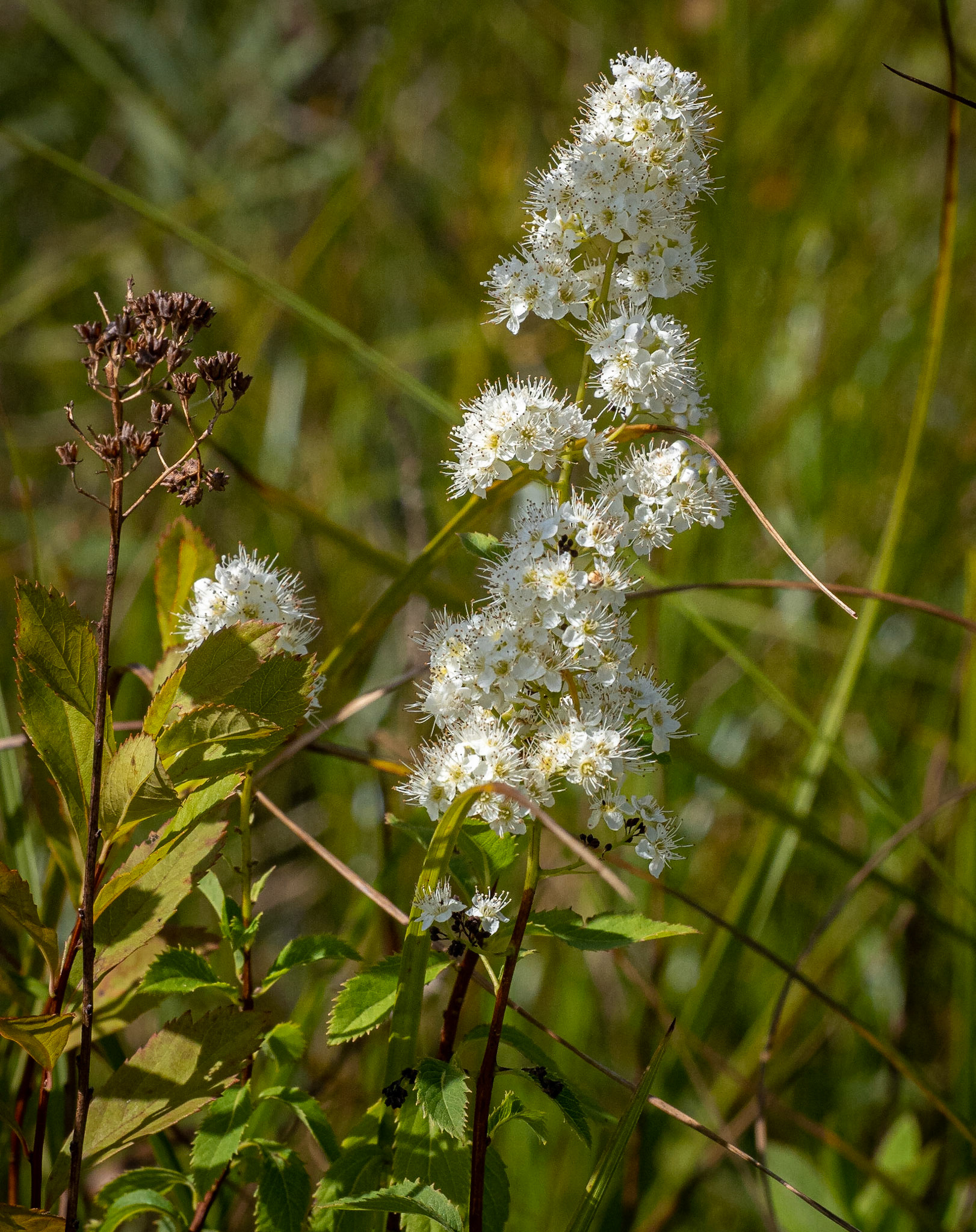 meadowsweet