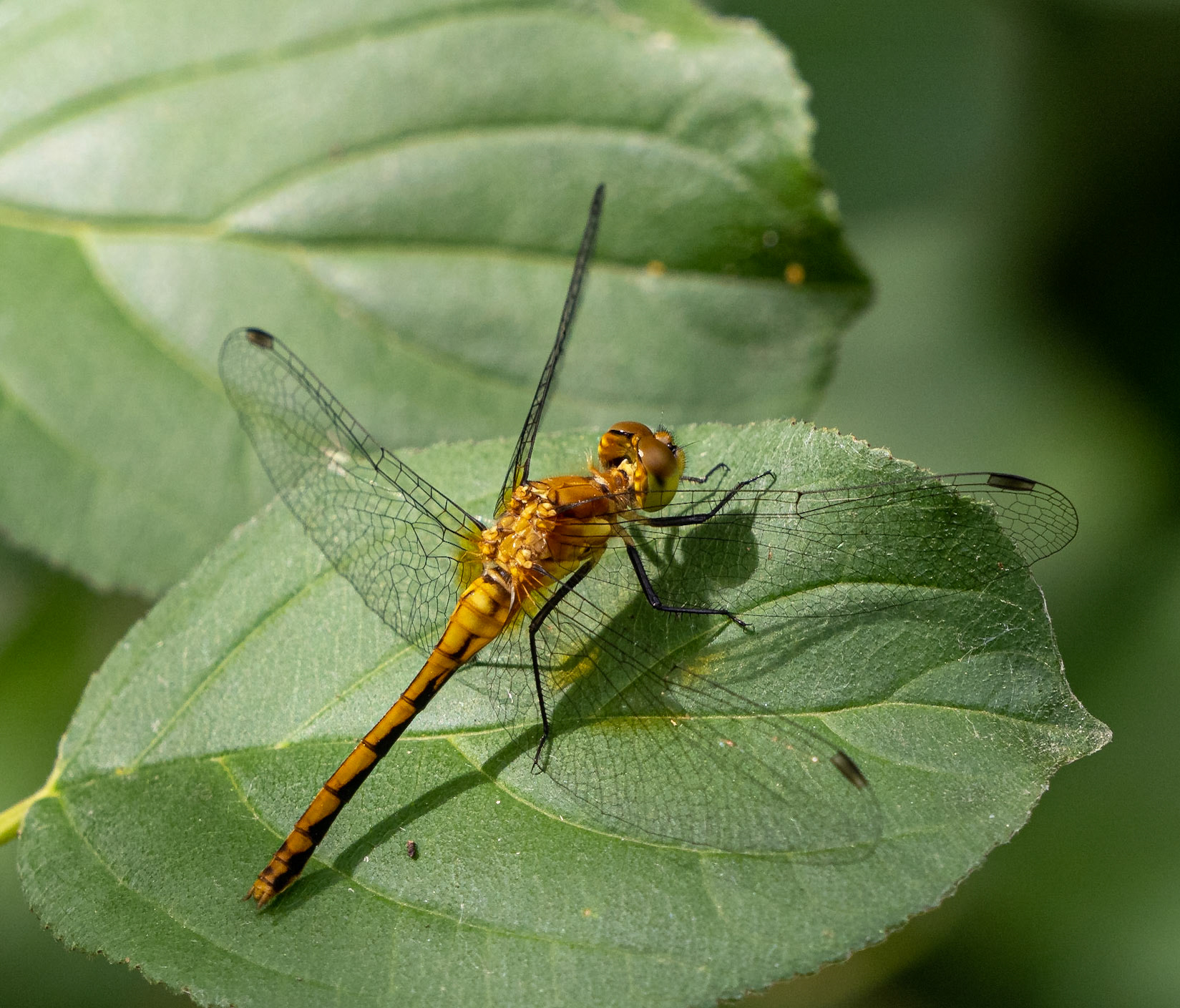 meadowhawk dragonfly