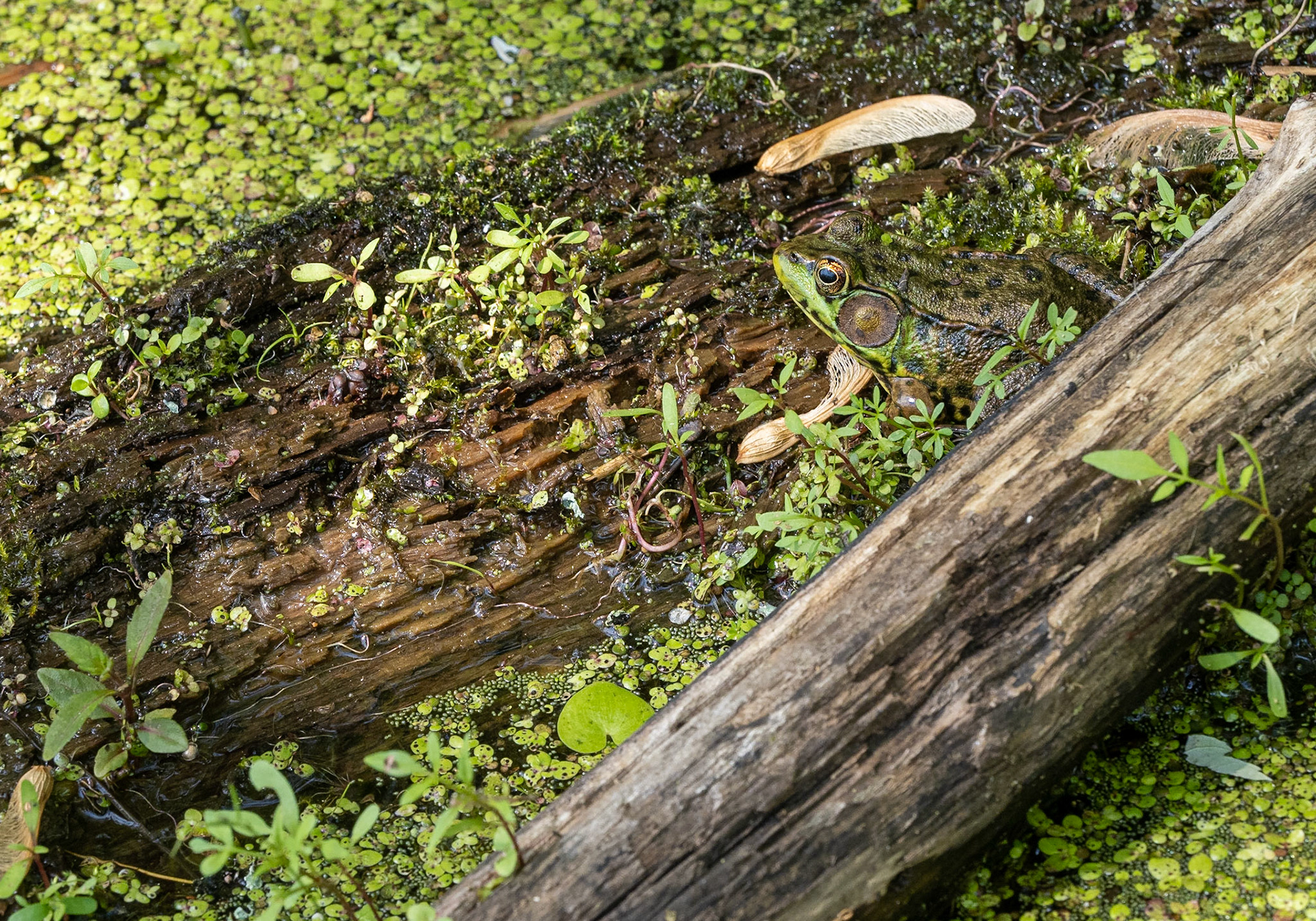 green frog
