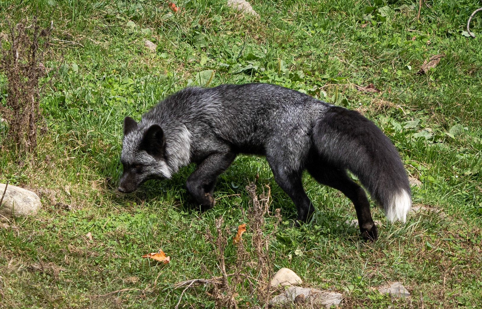 Silver fox - a new addition to Parc Omega