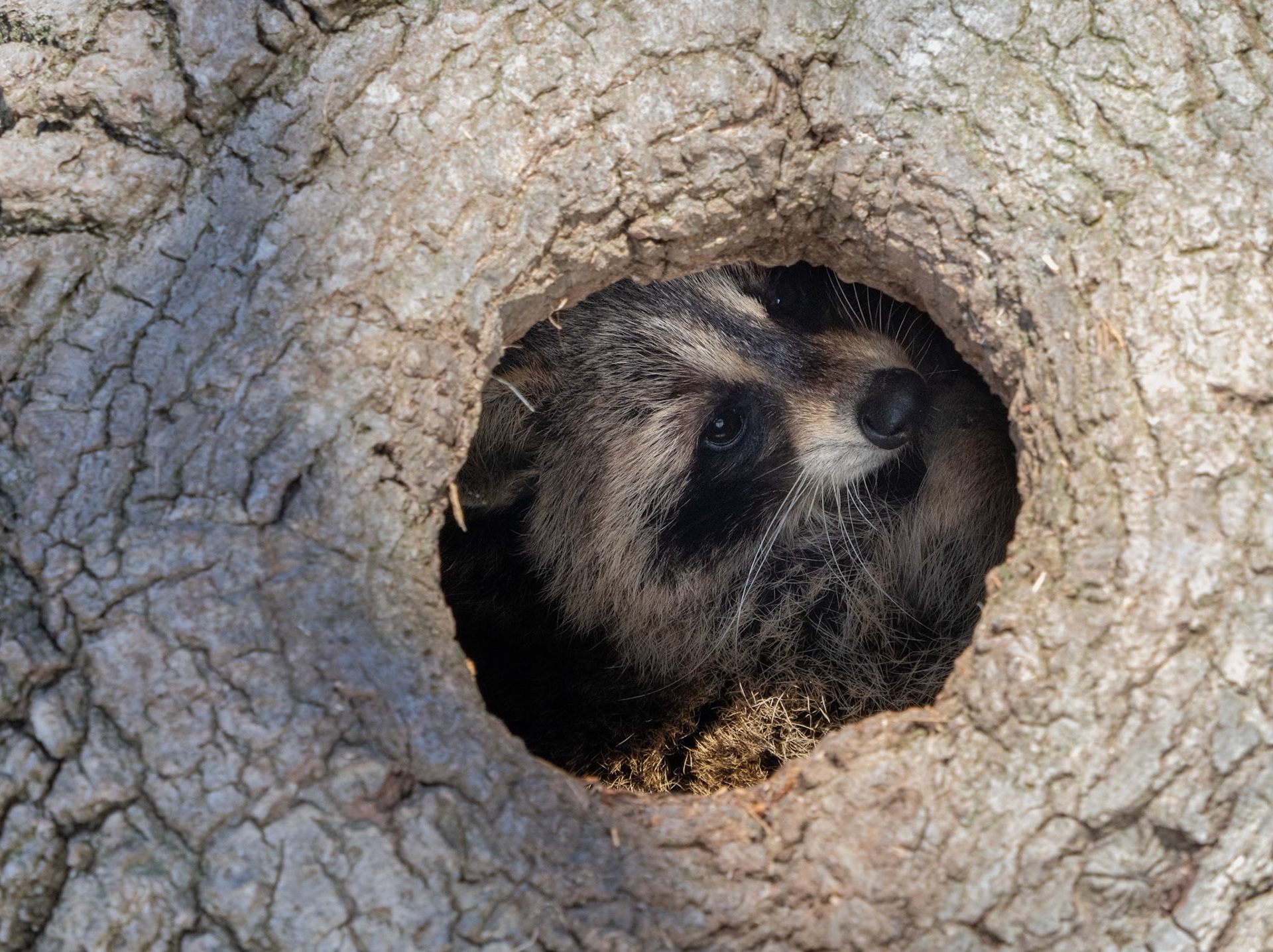 raccoon, Jack Pine Trail