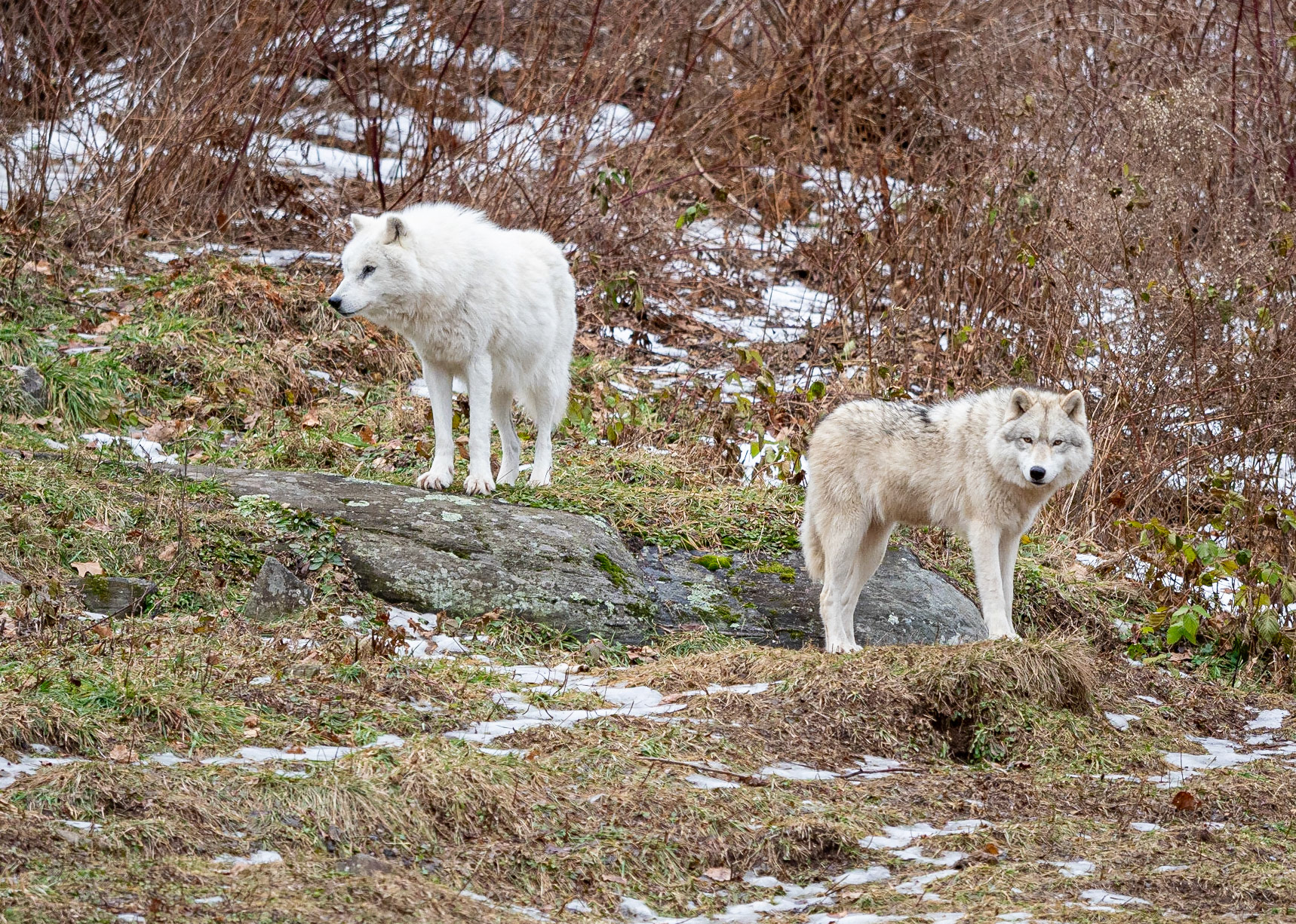ARctic wolves