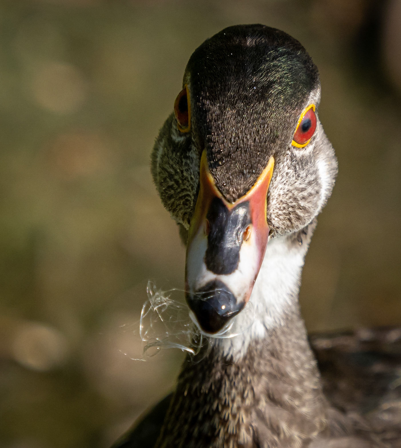 male wood duck