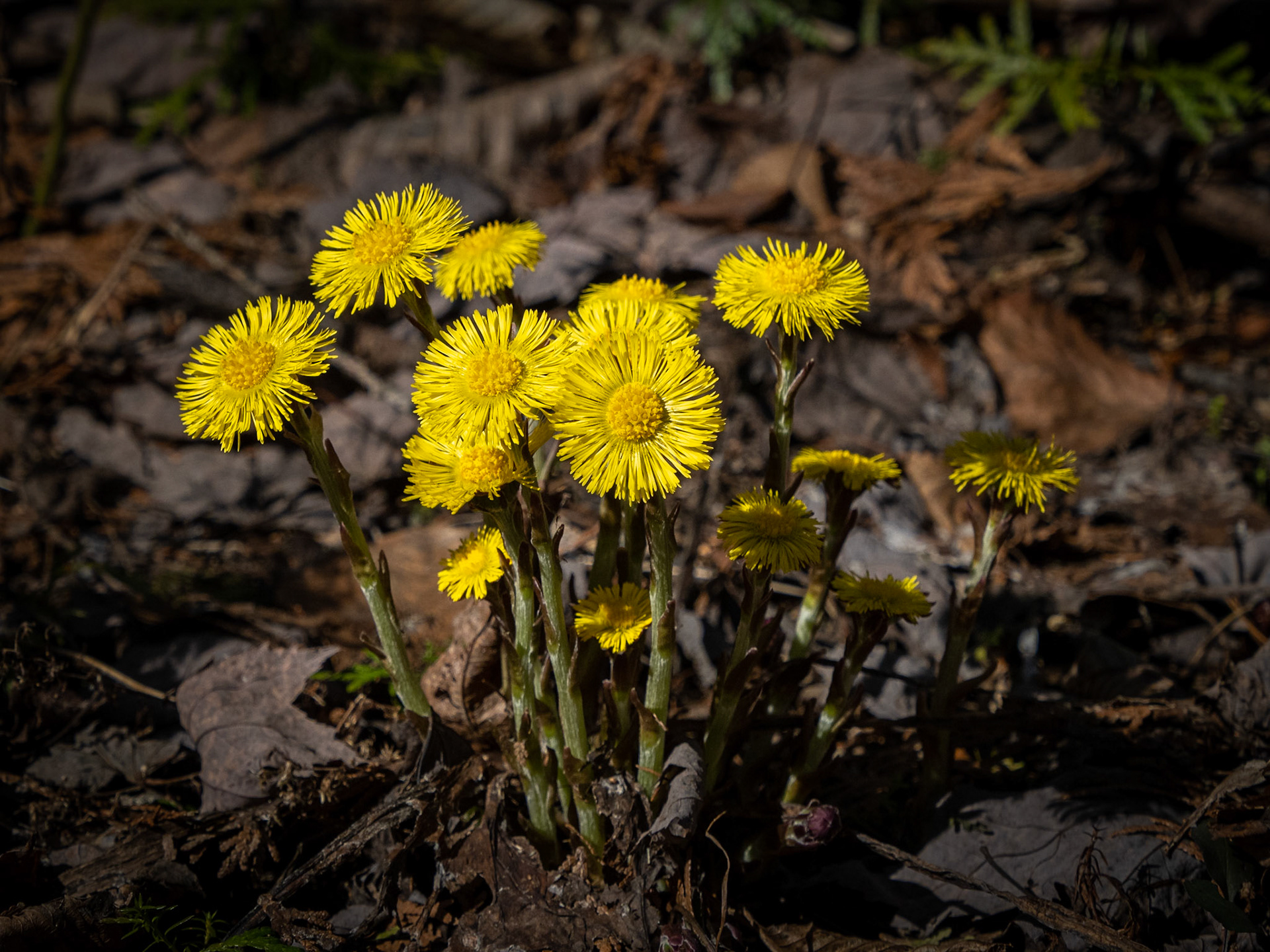 coltsfoot