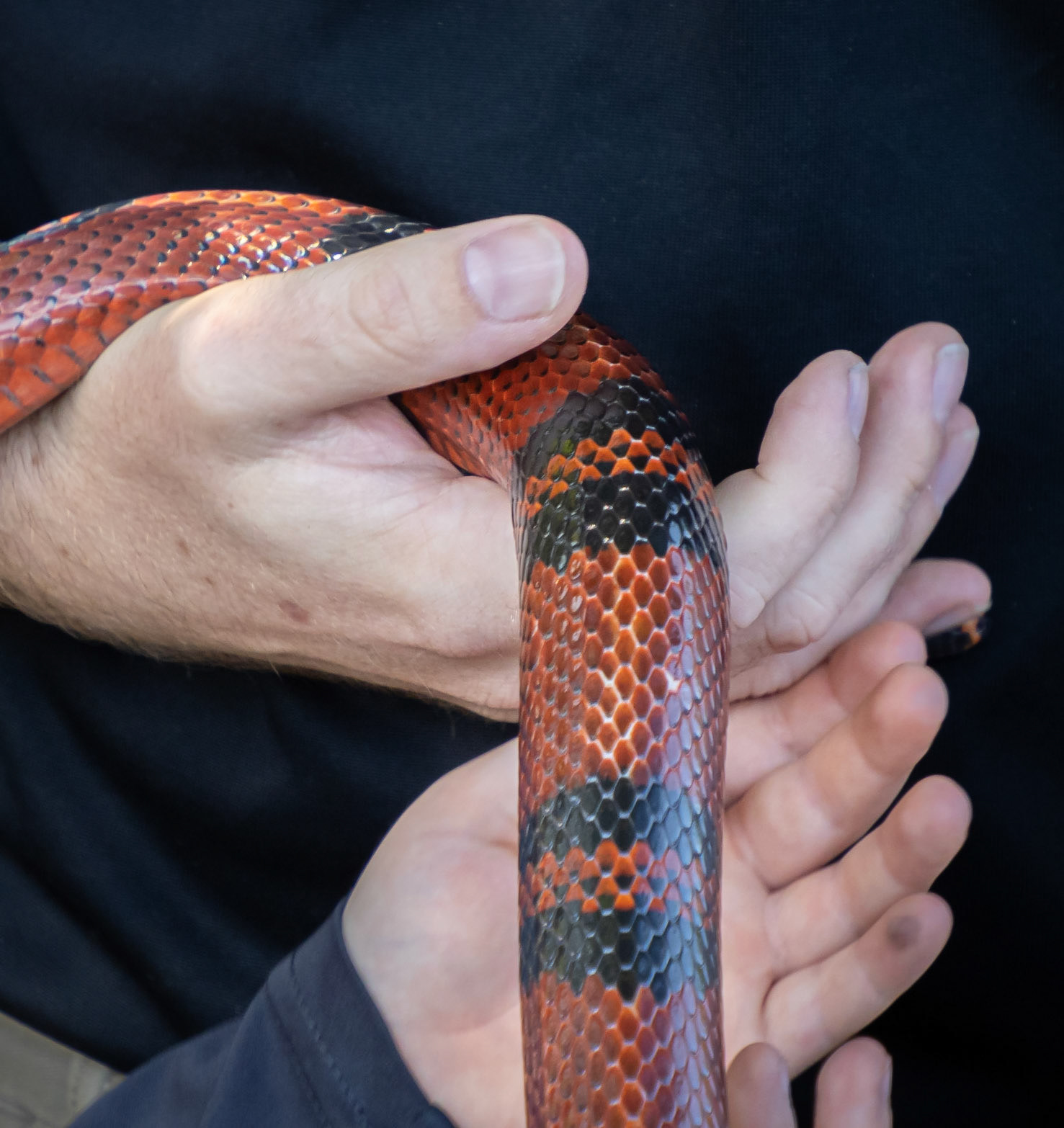 Honduras milk snake