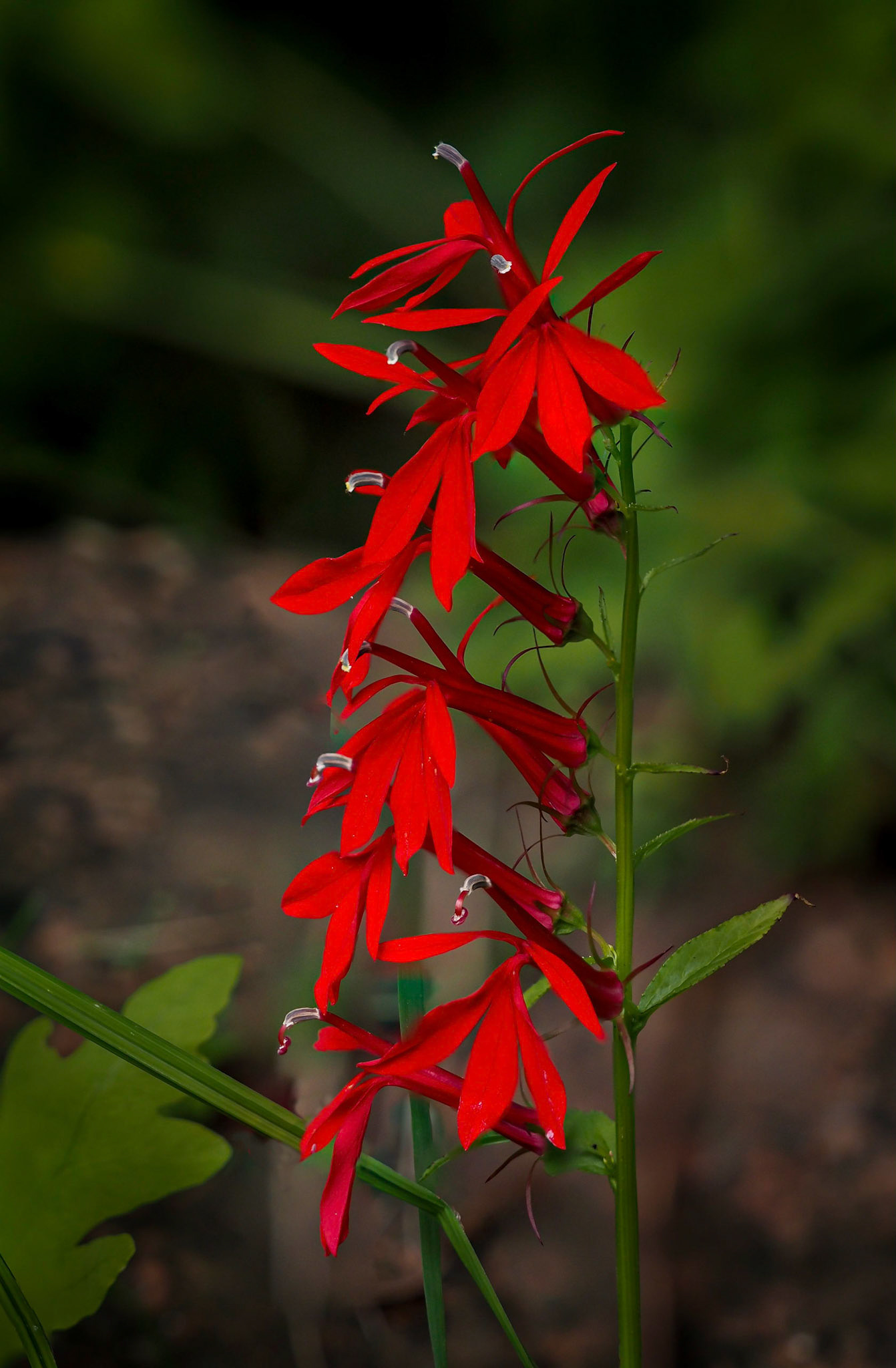 cardinal flower