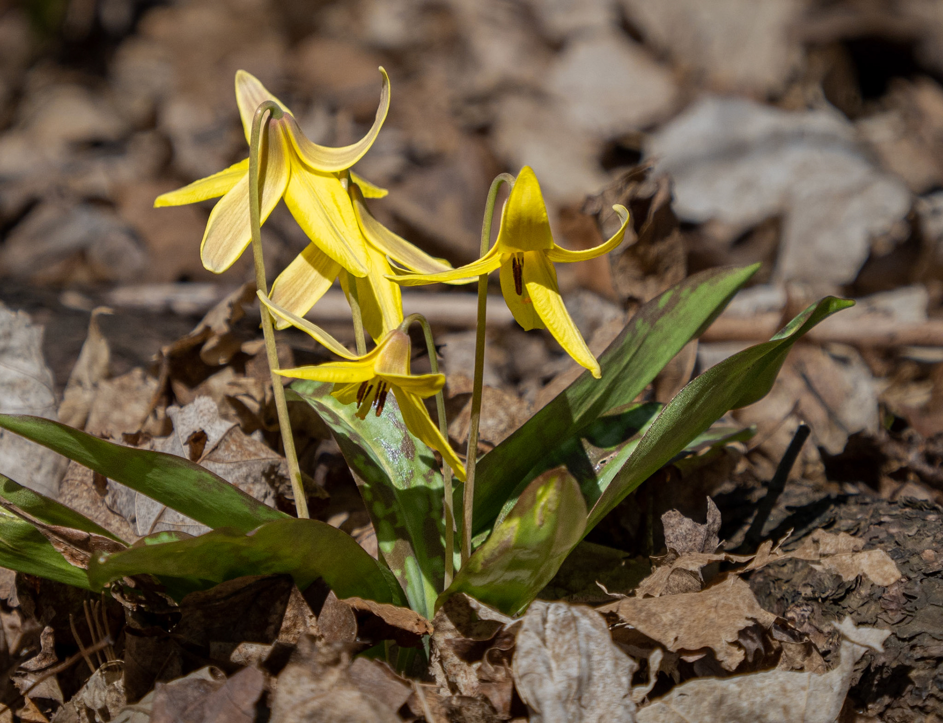 Trout lily