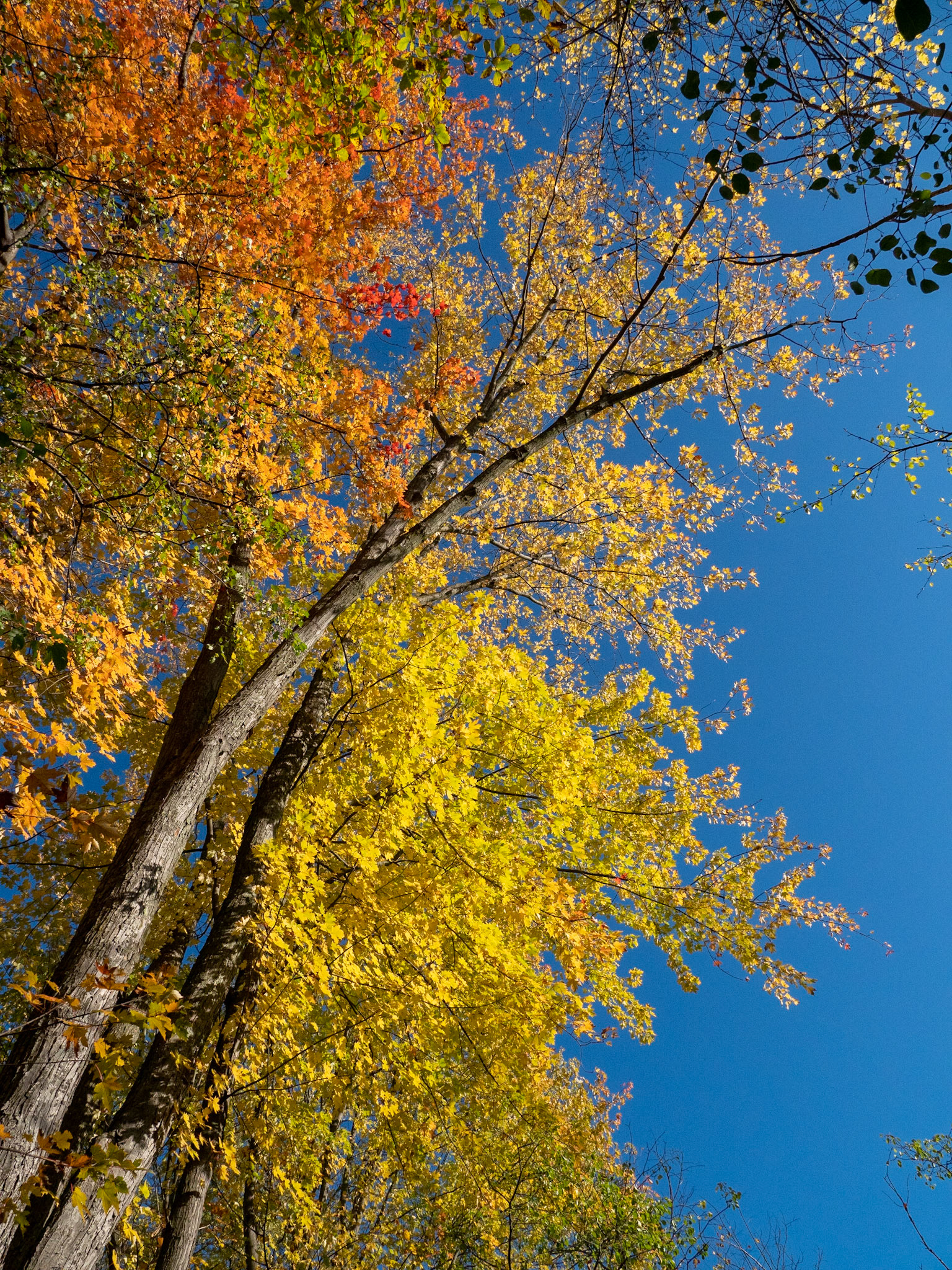 Late fall colours at Mud Lake