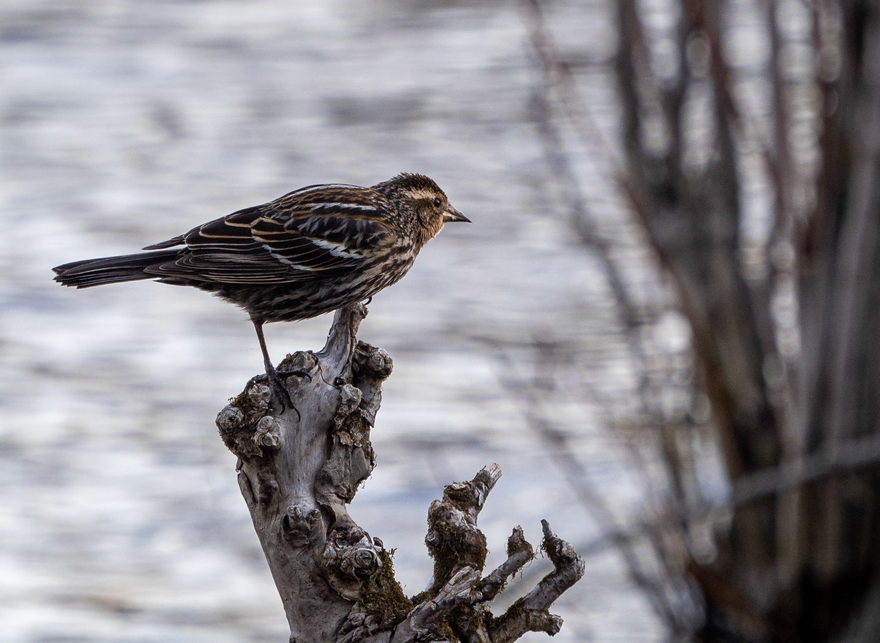 female red-wing blackbird