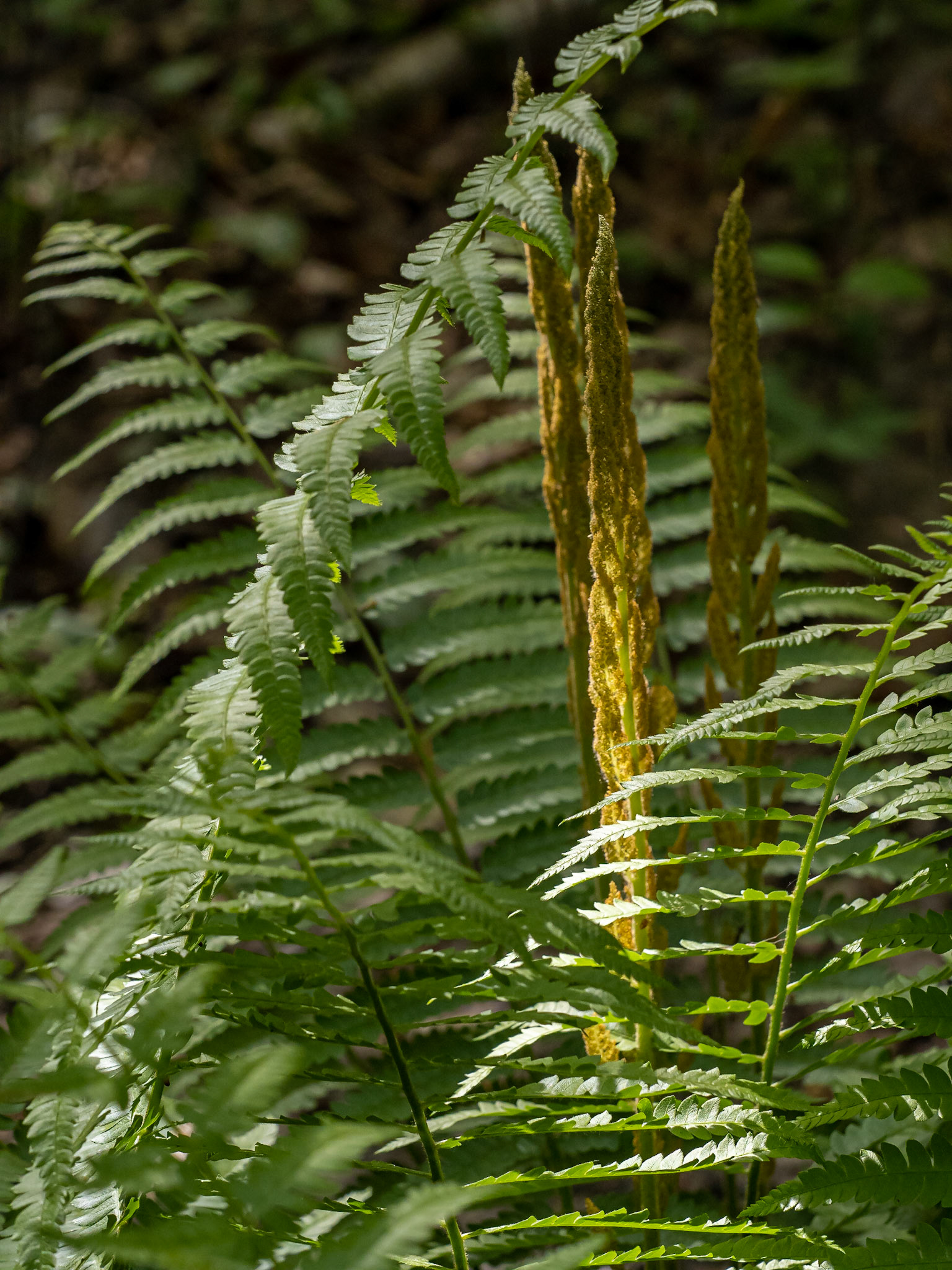 fern spikes
