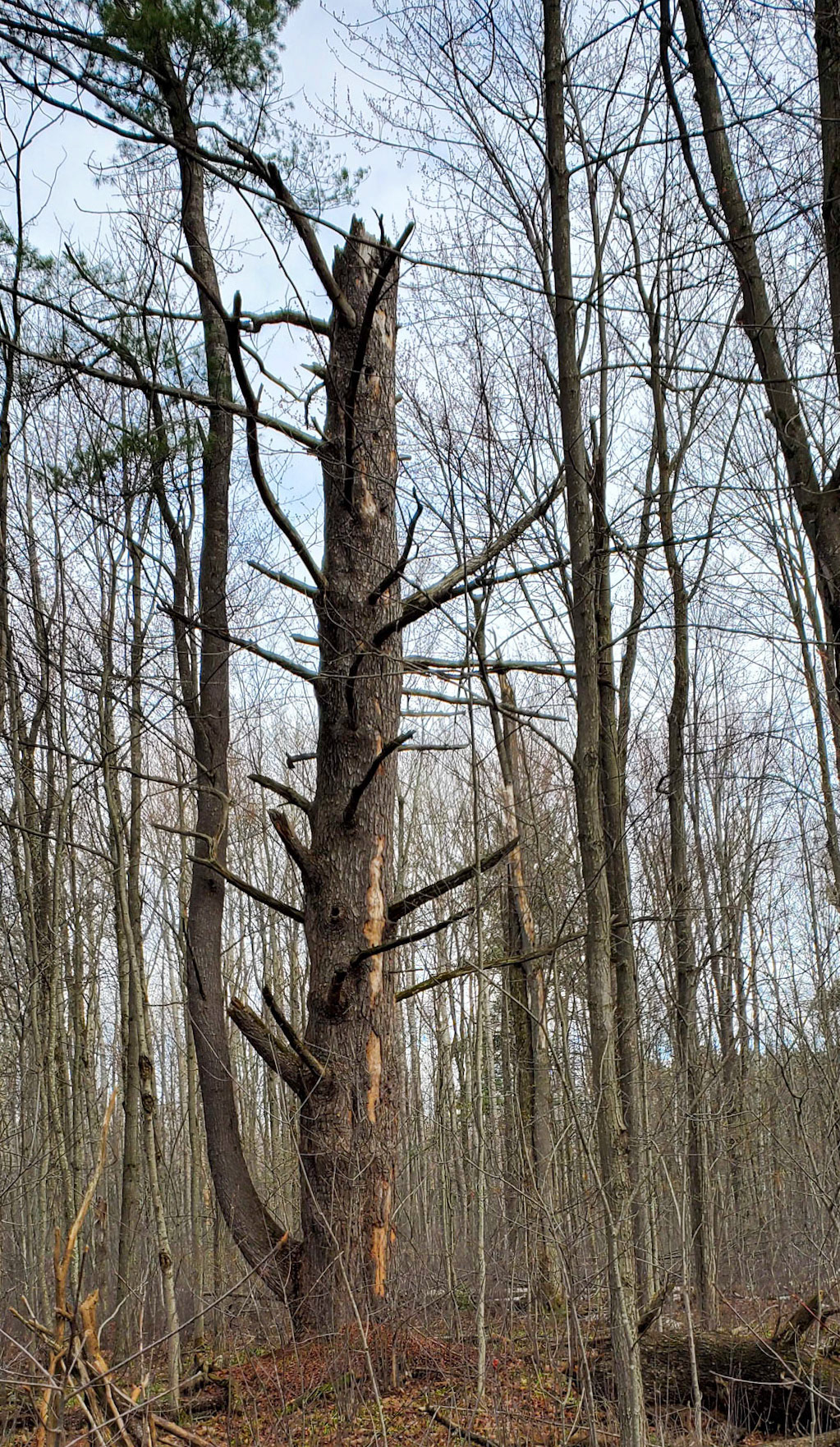 pine tree