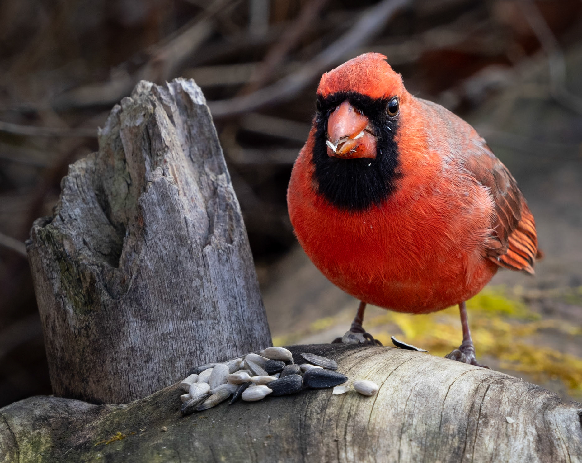 Male cardinal