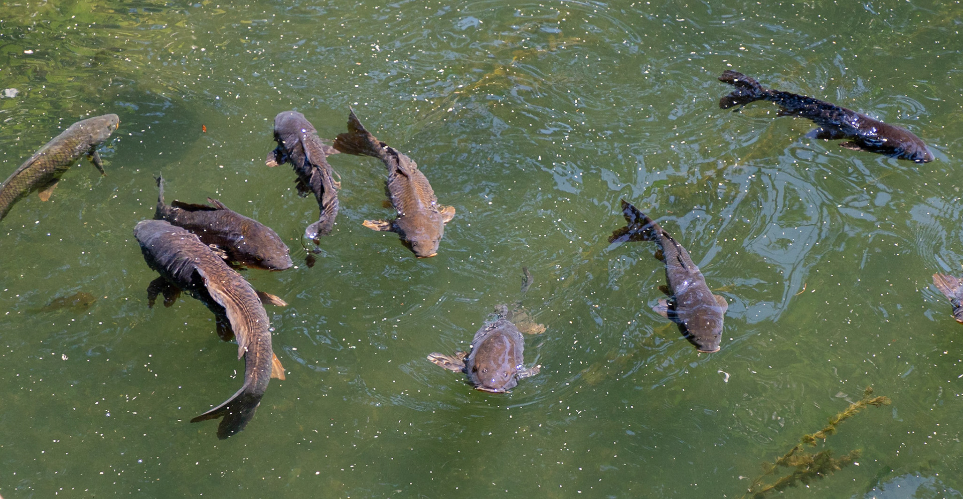 Carp looking to be fed