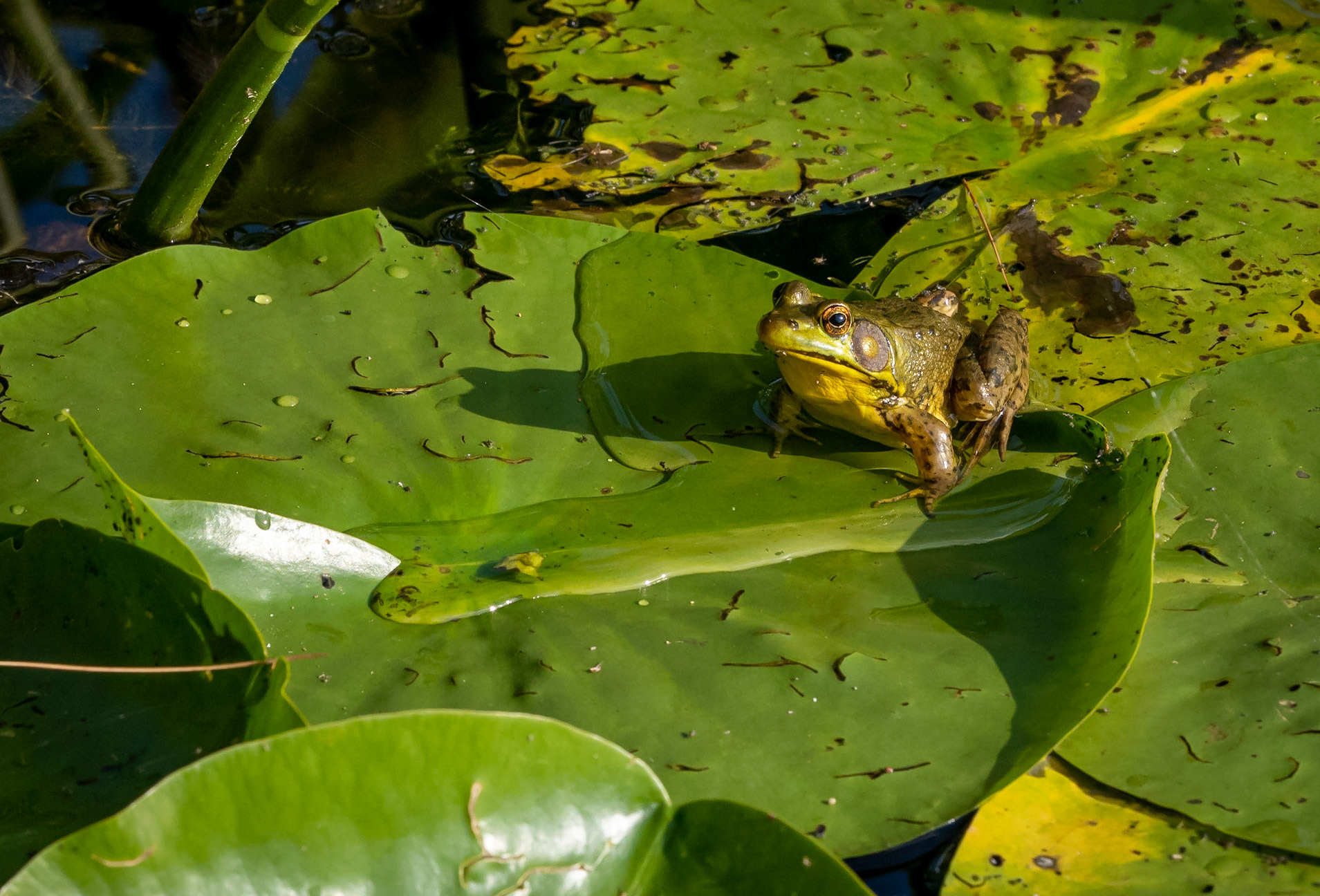 bull frog