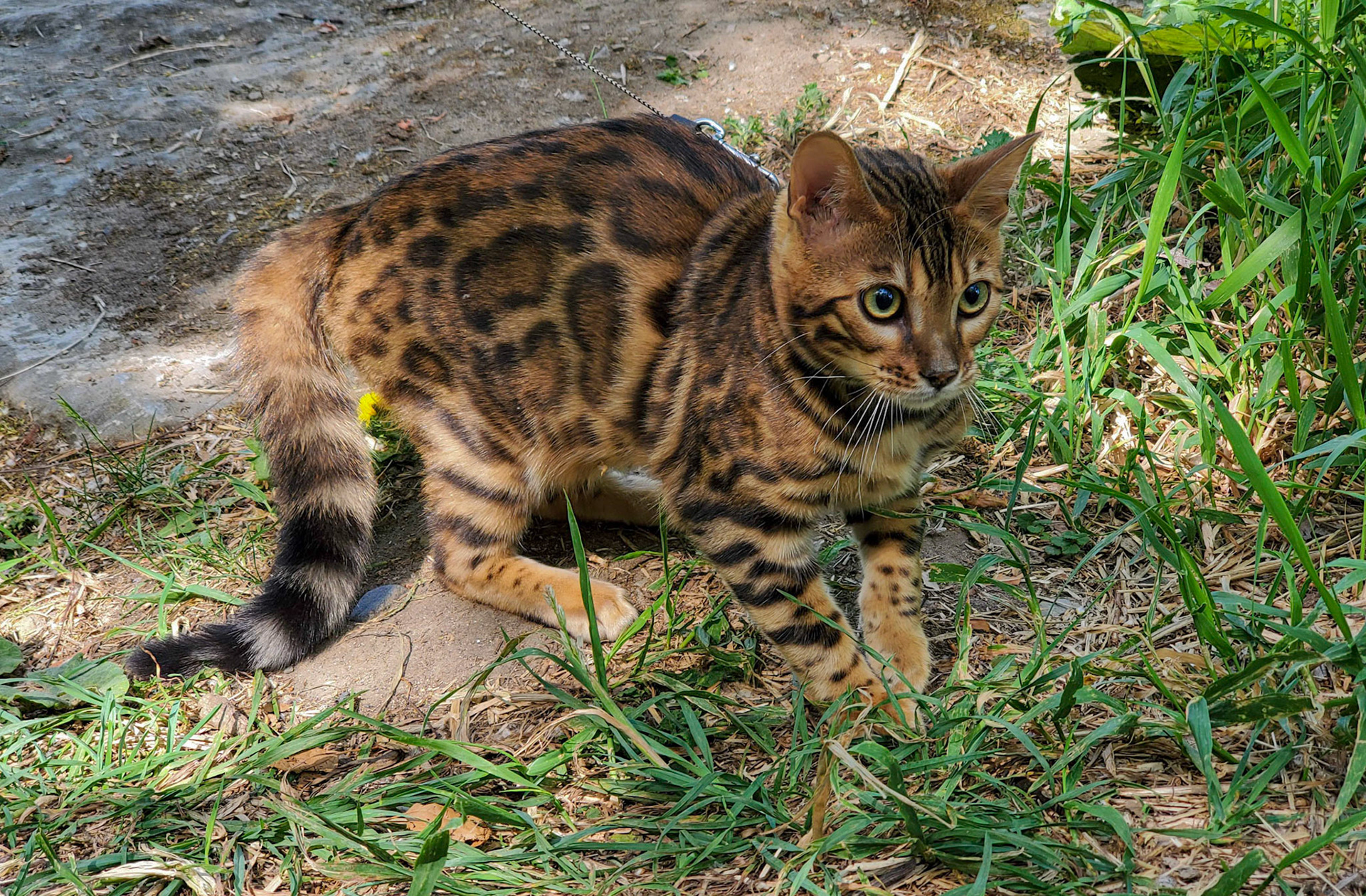 Bengal cat