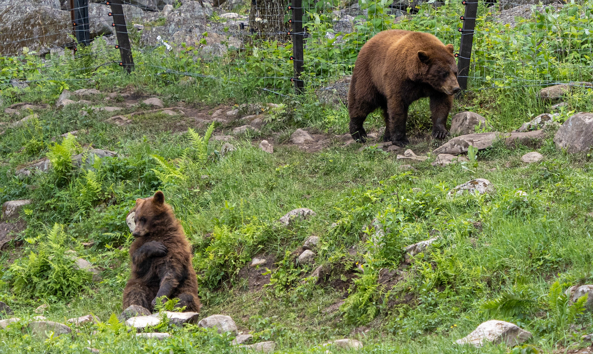 cinnamon bear and cub