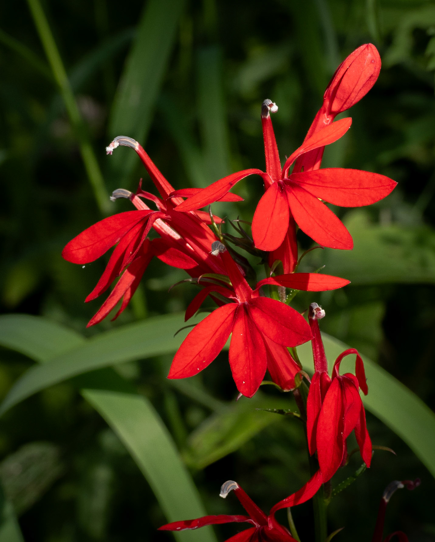 Cardinal flower