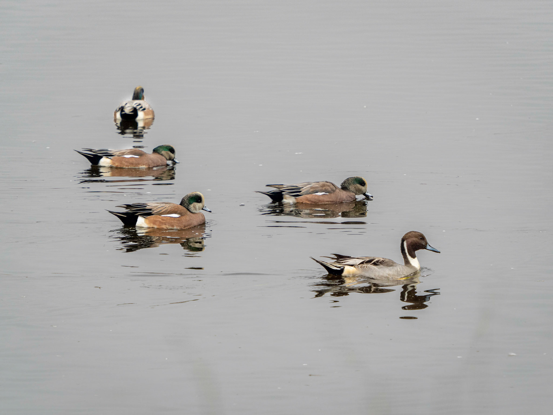 American wigeon ducks with a pintail duck