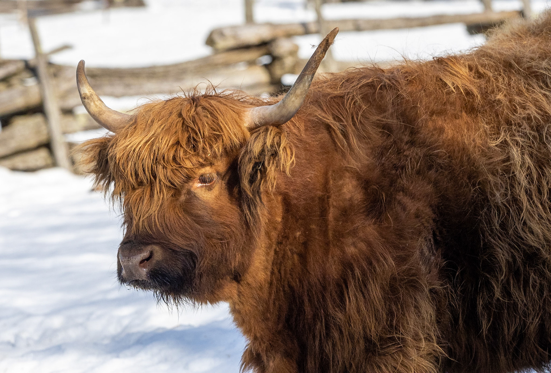 highland cattle at farm