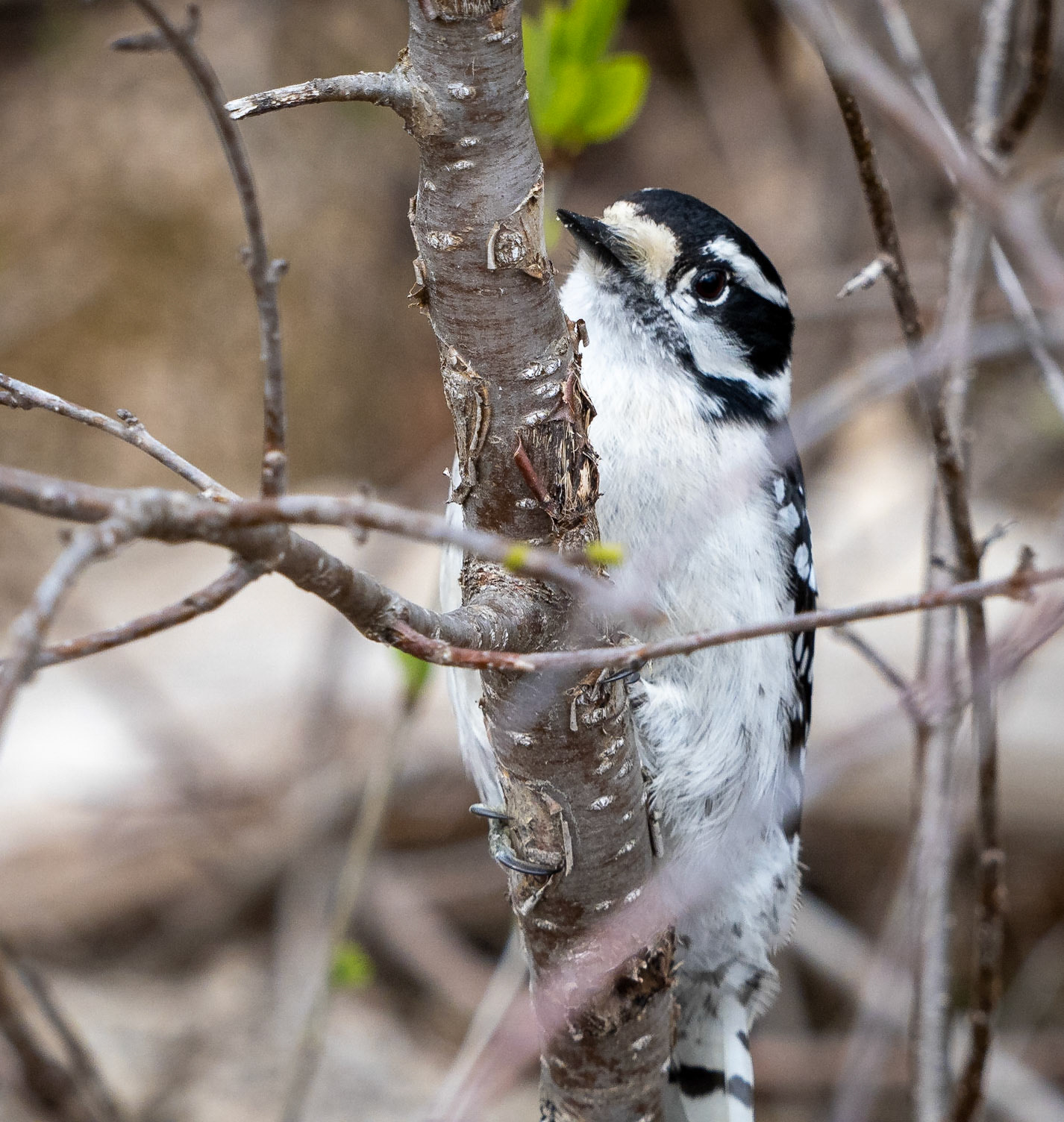 downy woodpecker