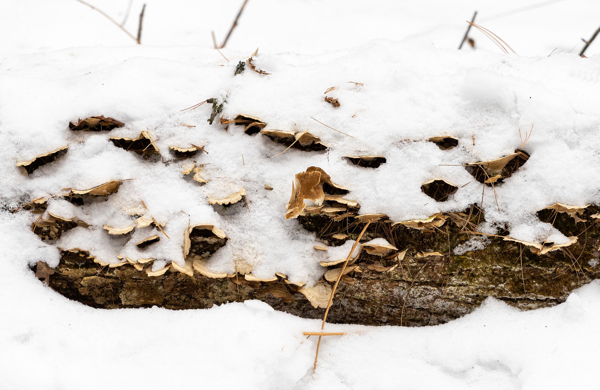 More turkey tail