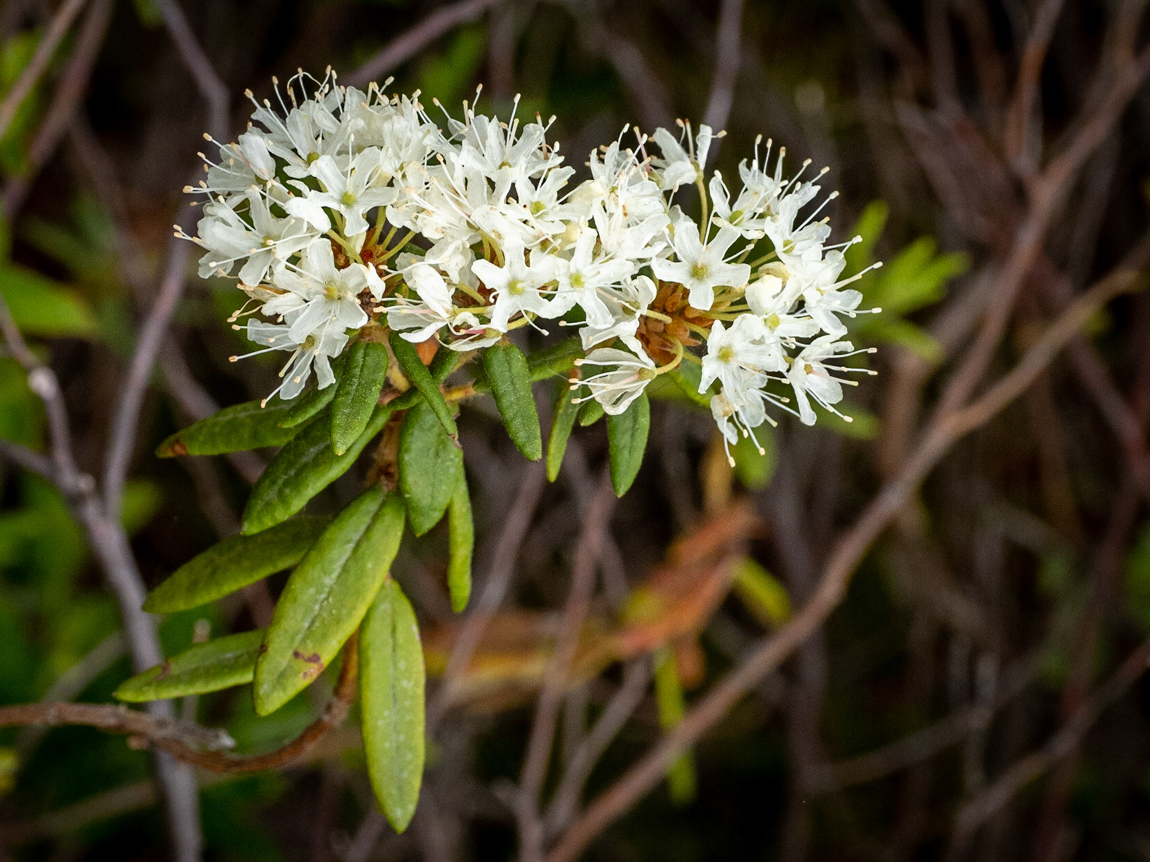 Labrador tea