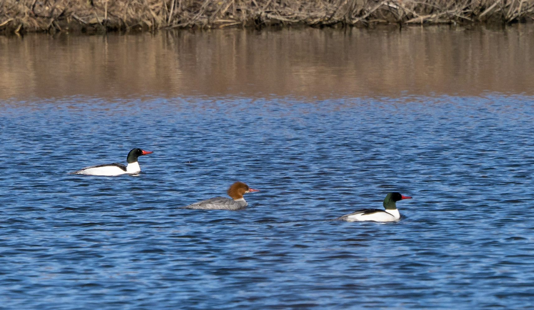 Common merganser