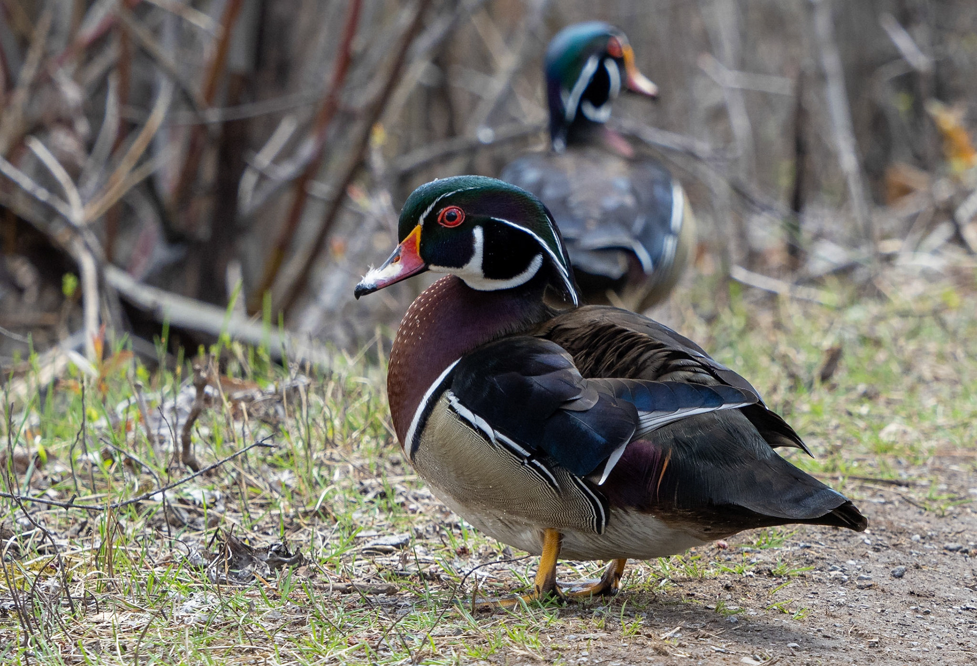 wood duck