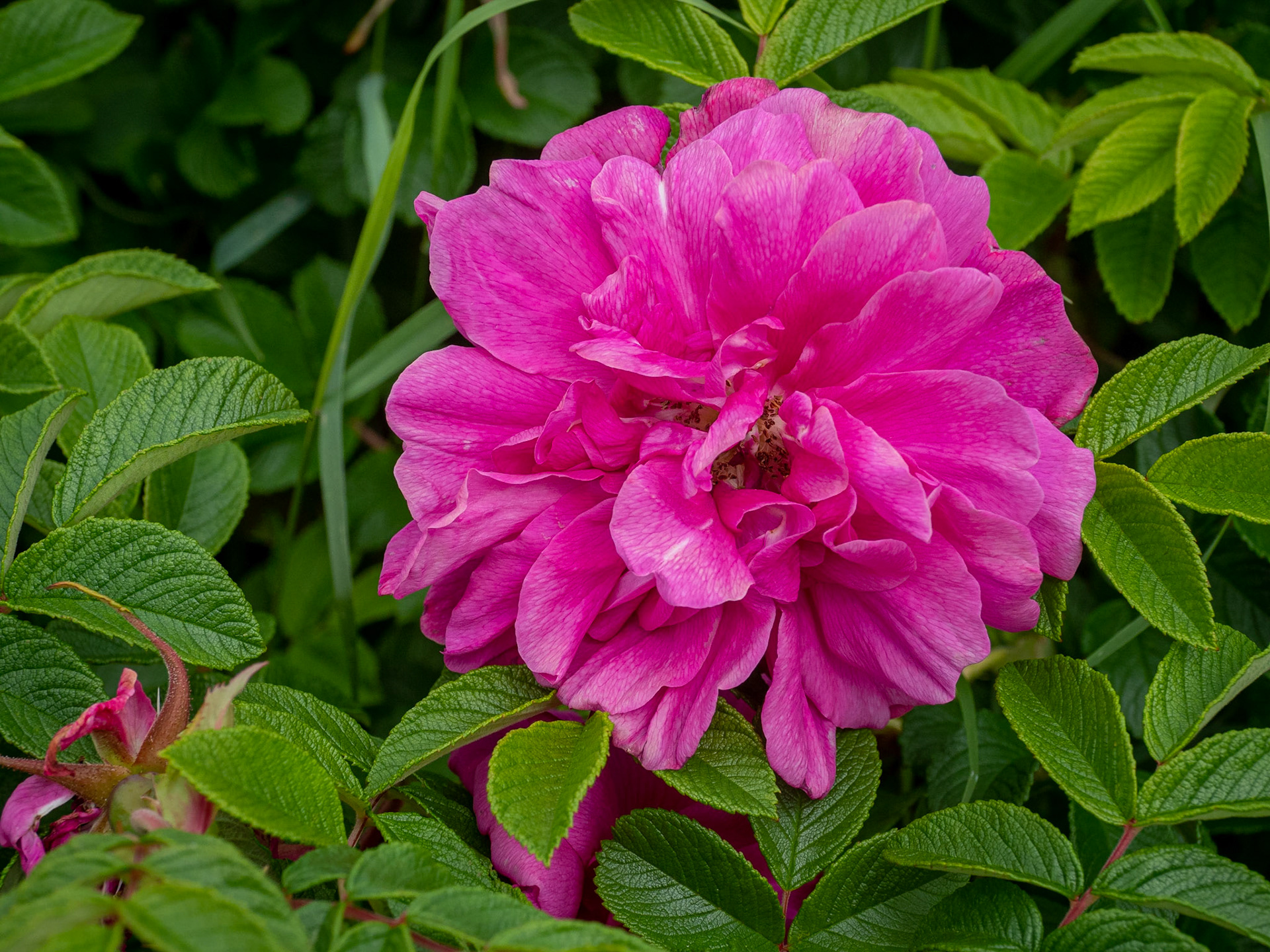 Red wild rose