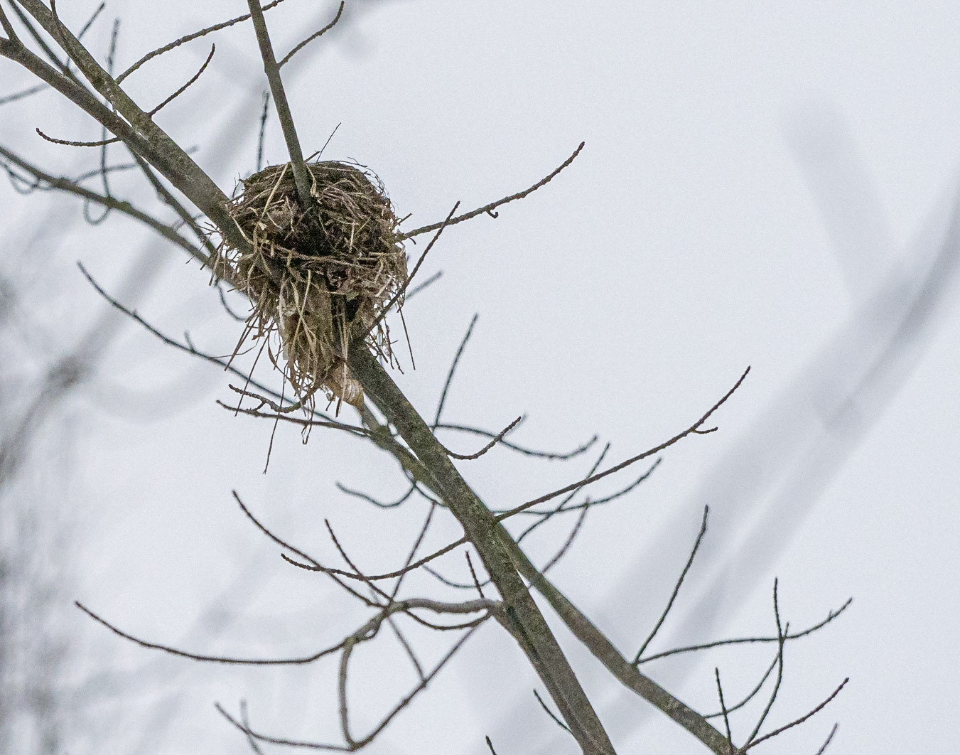 Bird nest for rent