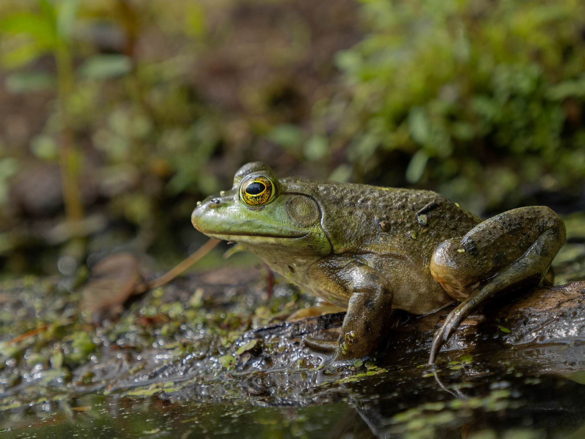 bull frog