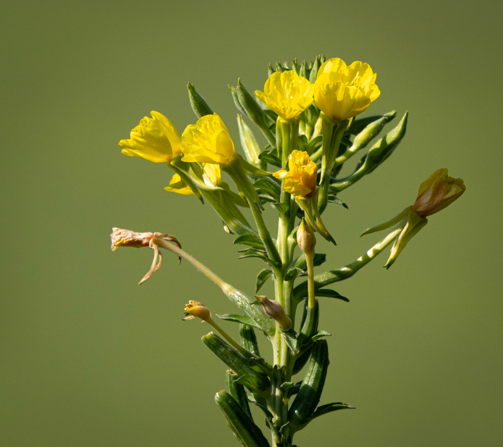 Evening primrose