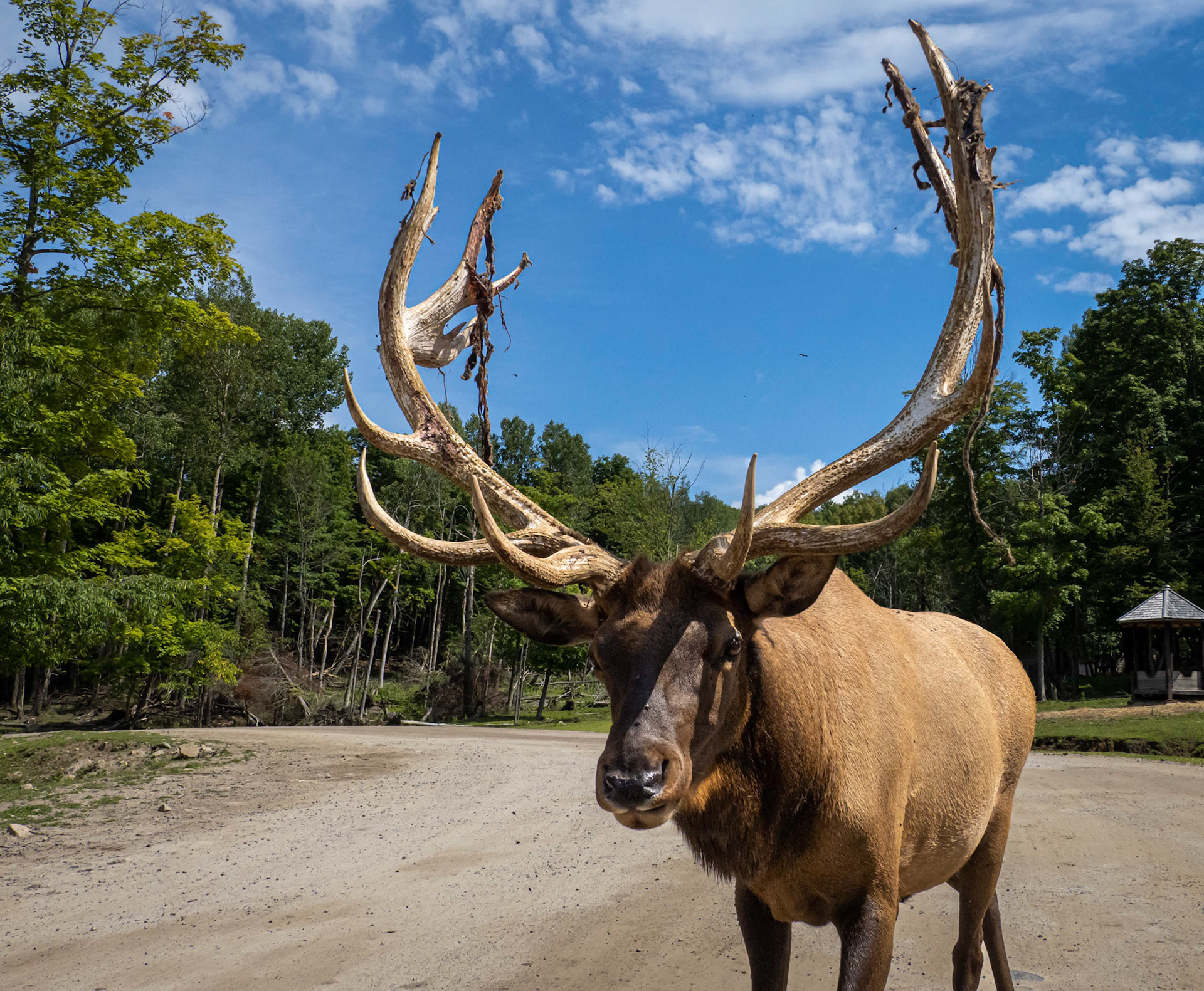 elk with velvet hanging from its antlers