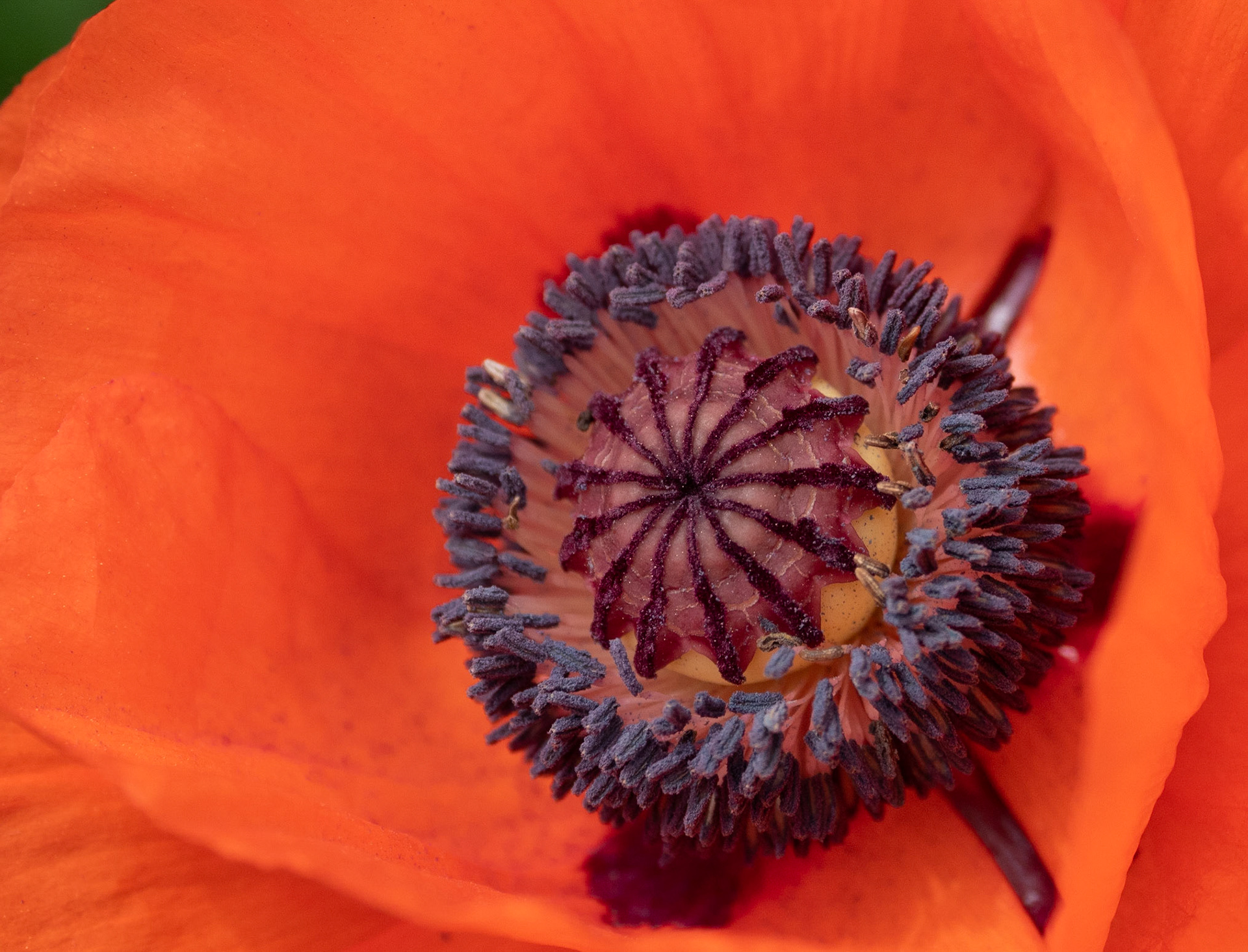 poppy