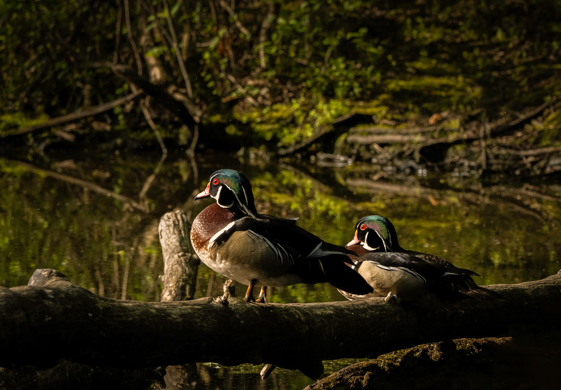 male wood ducks