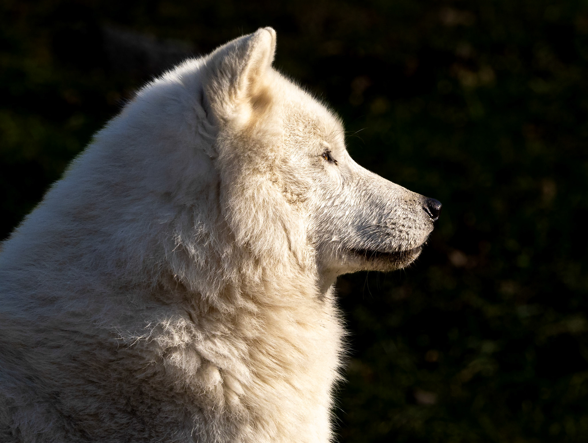Arctic wolf