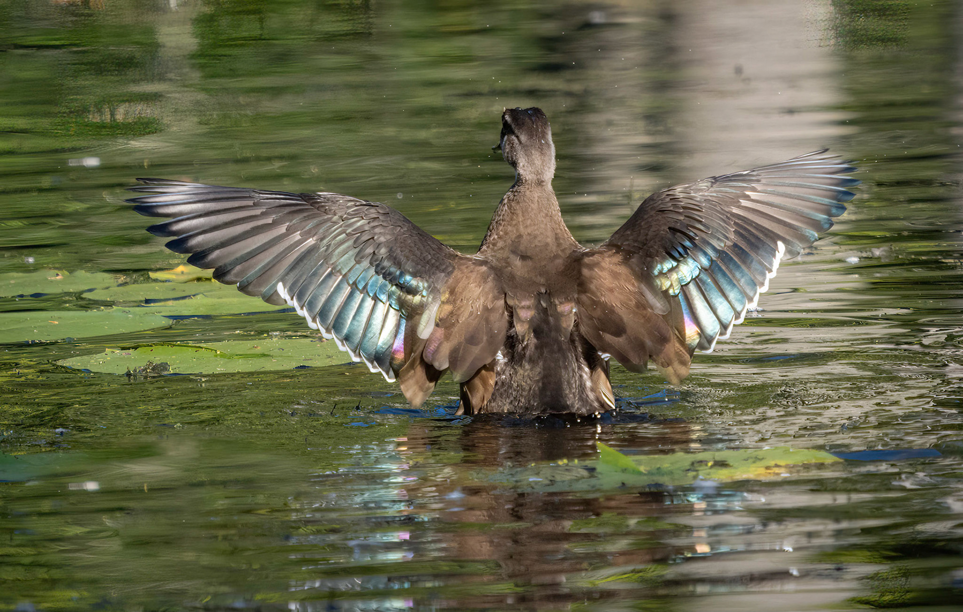 juvenile male wood duck