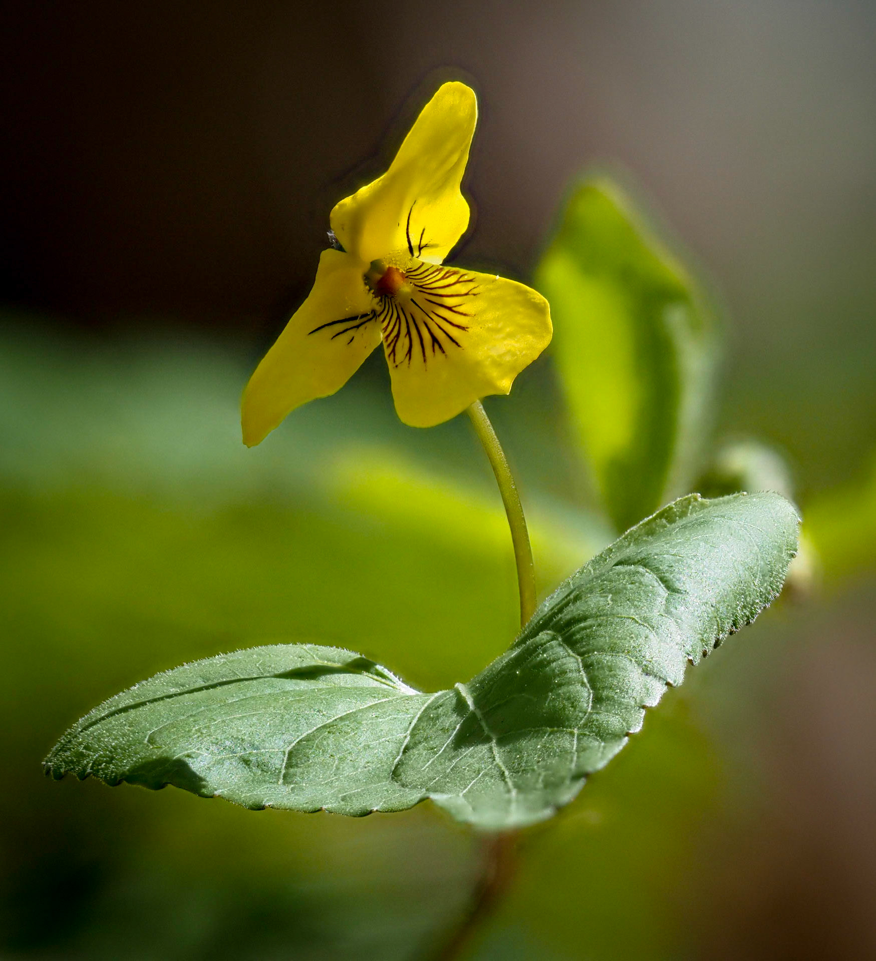 yellow violet