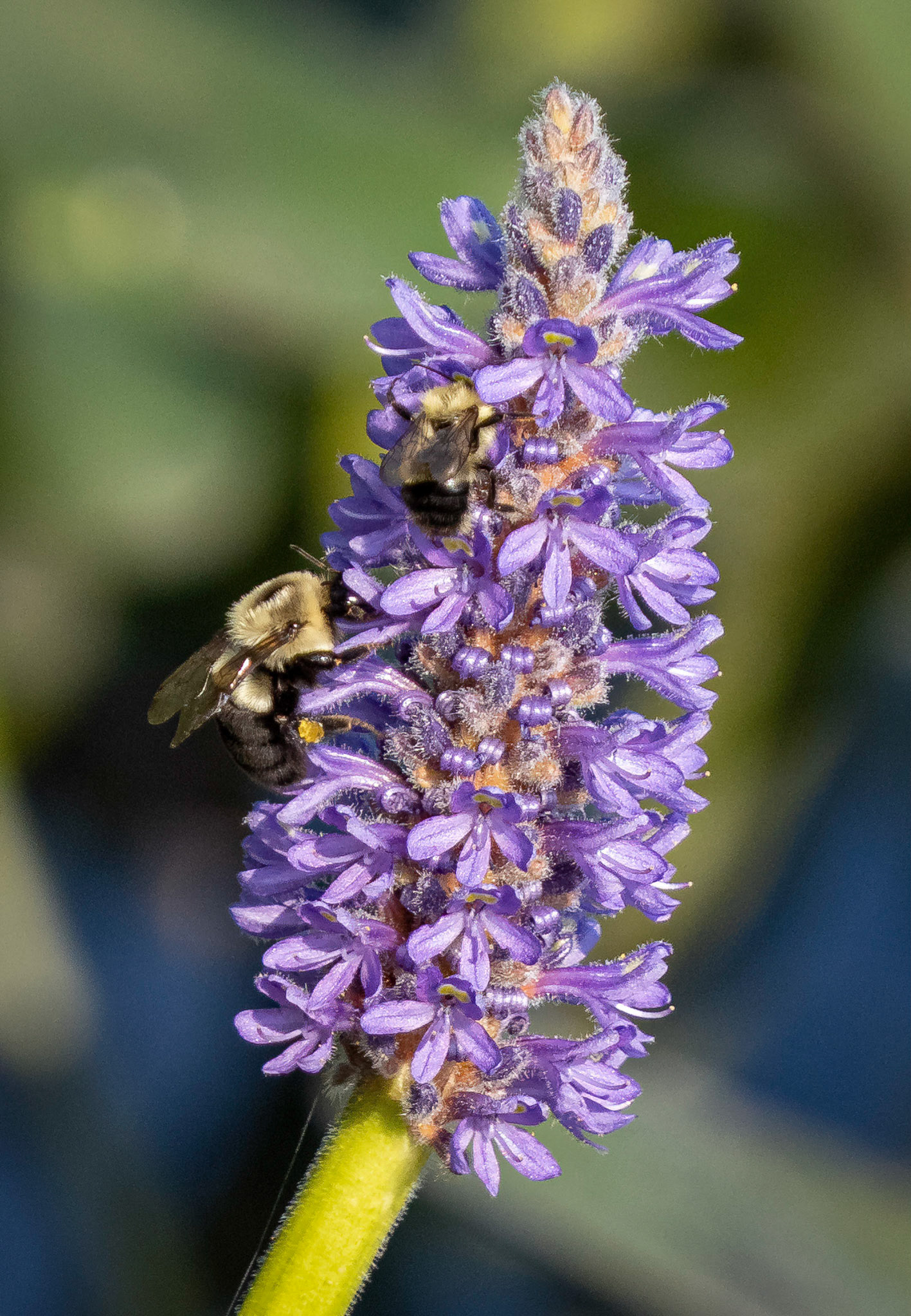 pickerel weed blossom and bees