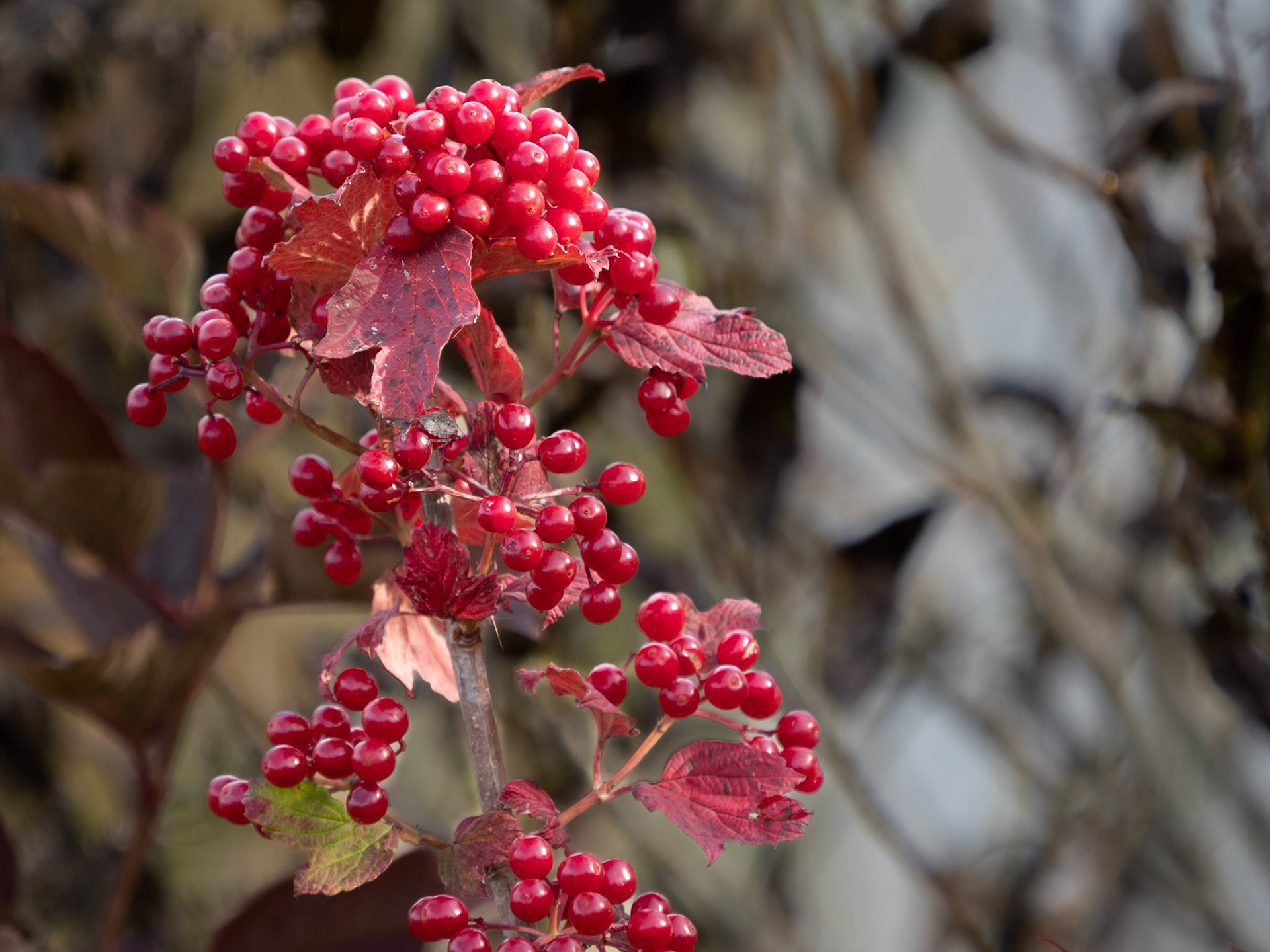 Highbush cranberries