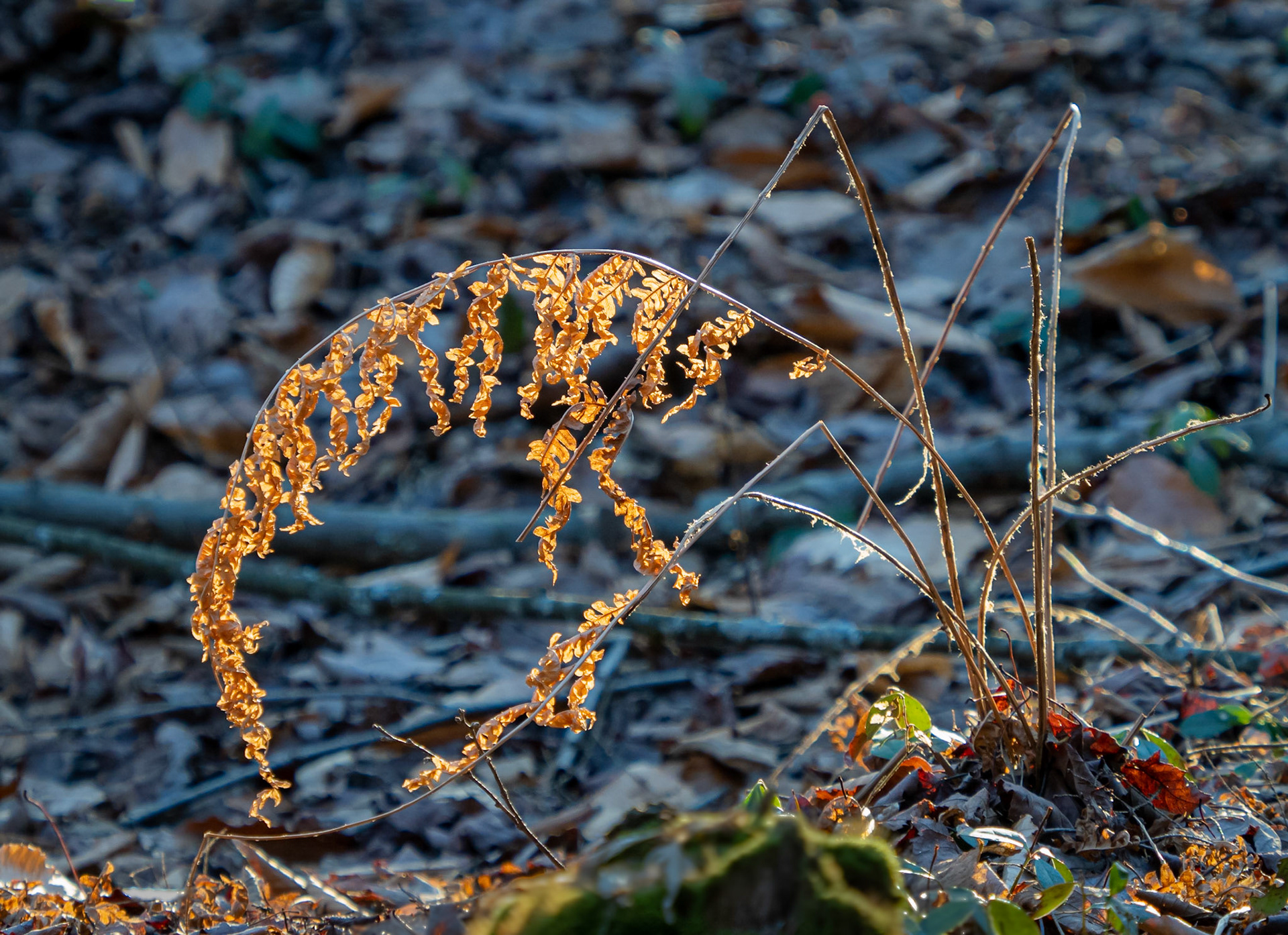 backlit dead fern