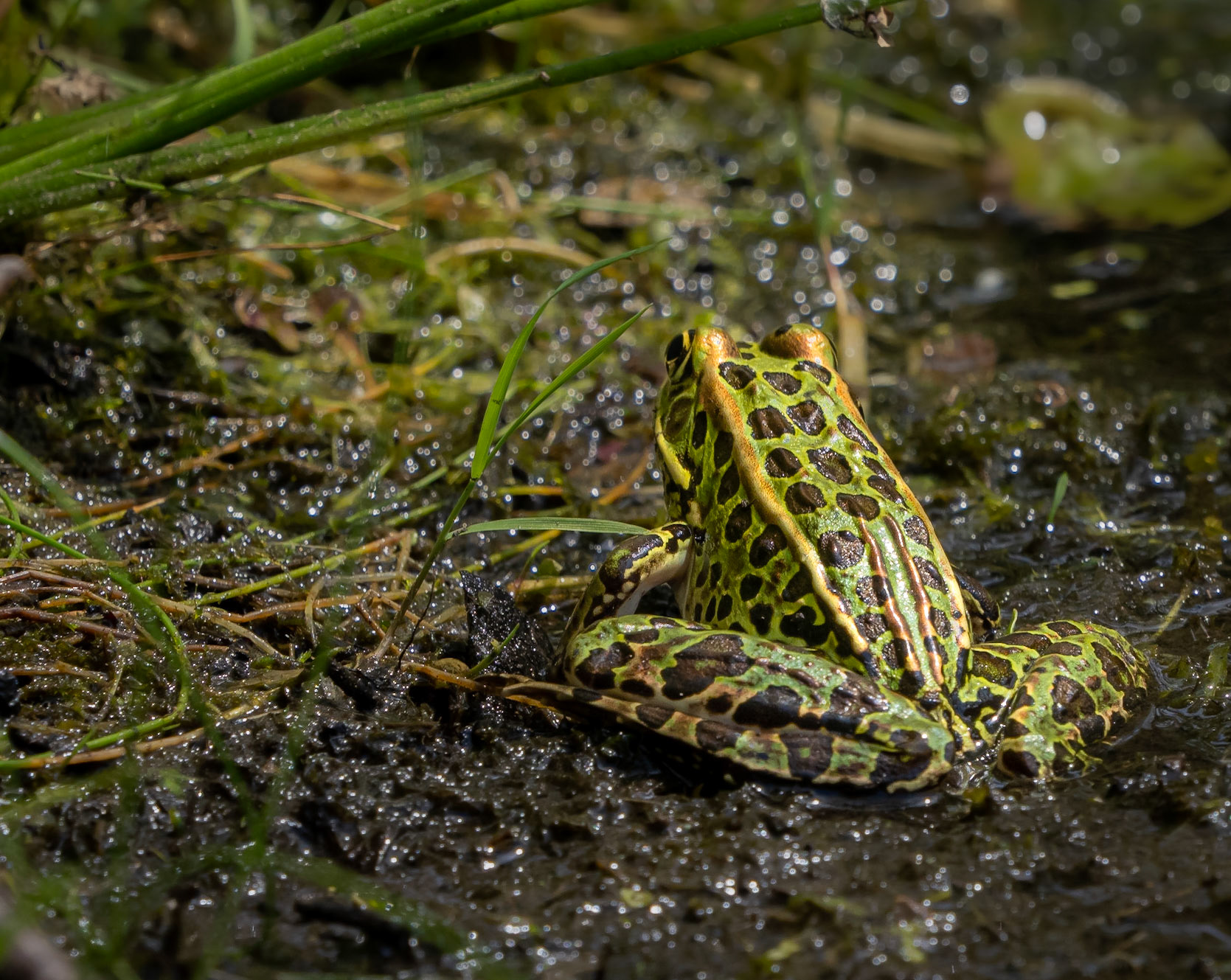 leopard frog