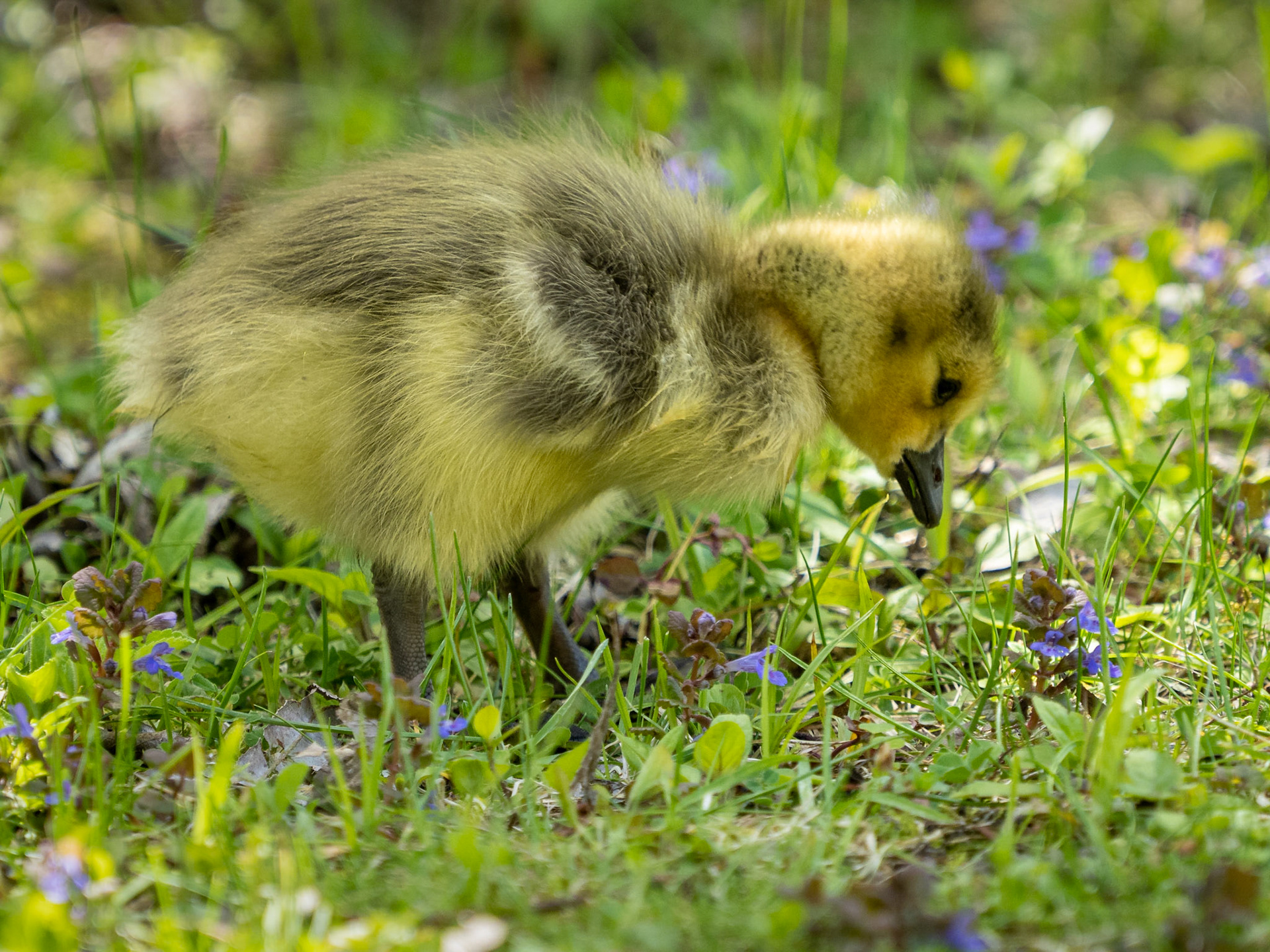 Canada goose gosling
