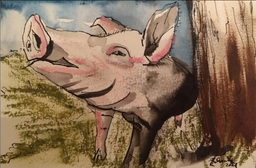 Funny pig