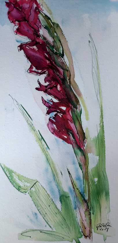Gladiolus